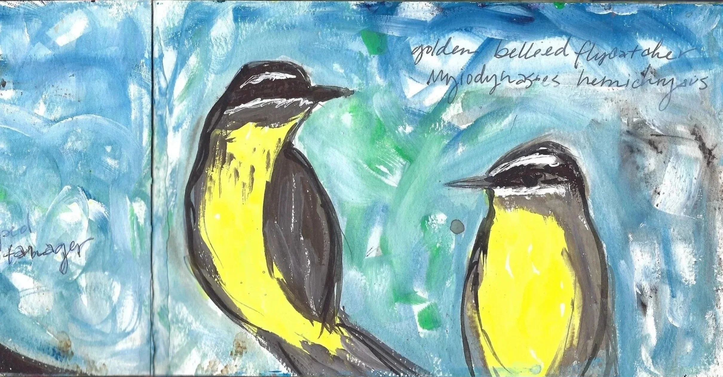 Mosquero Vientridorado, Pecho Amarillo, Golden Bellied Flycatcher