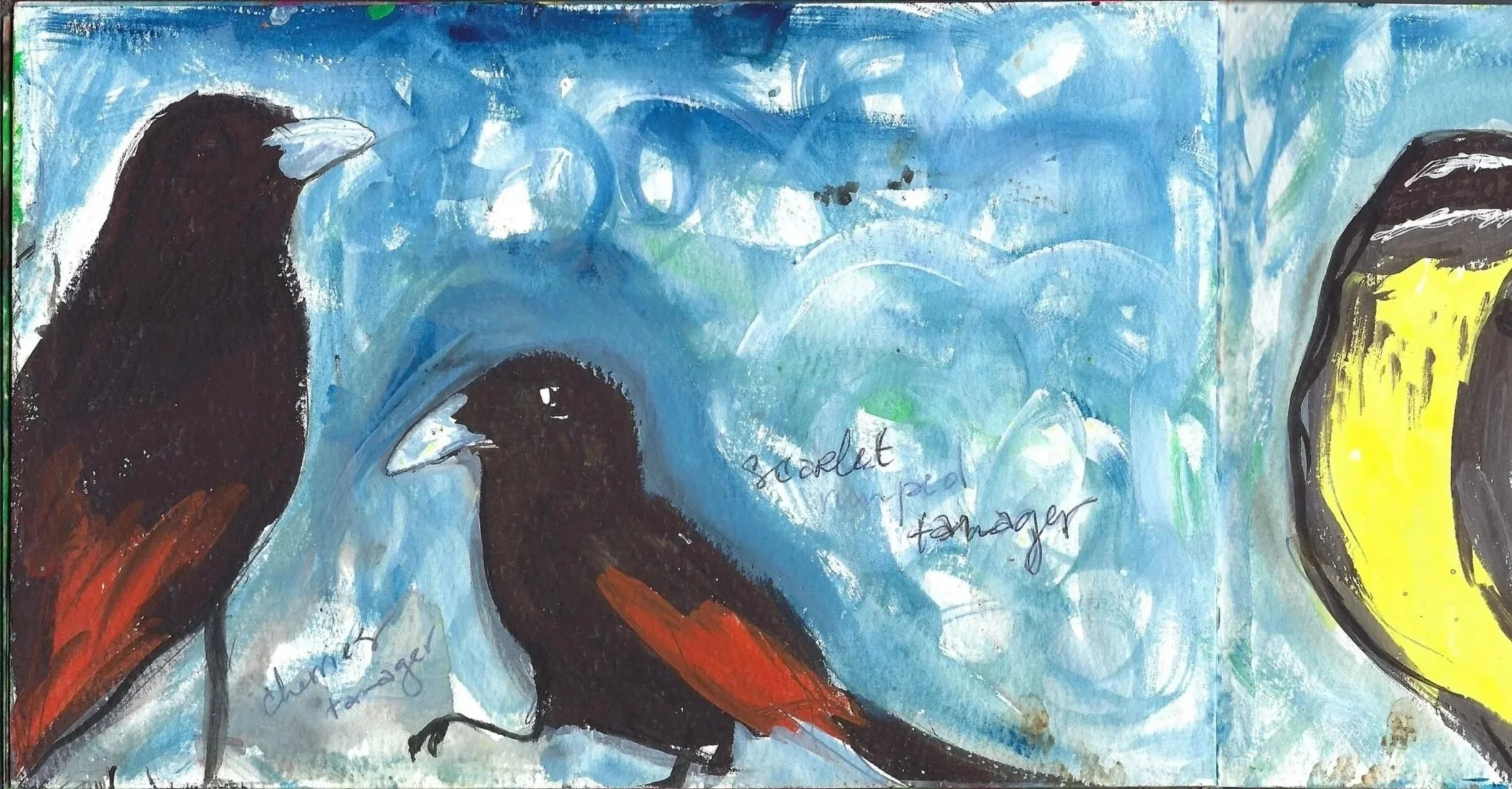 Piranga Escarlata, Scarlet Tanager