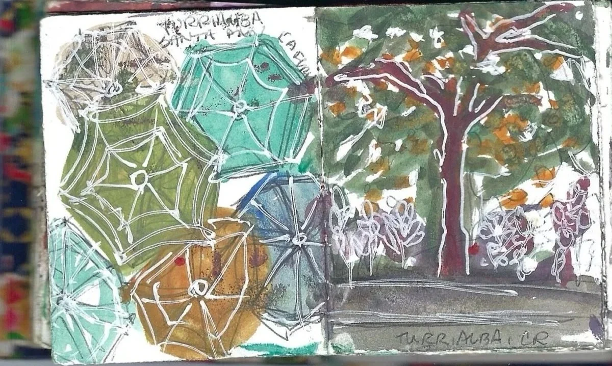 Paraguas y un hermoso árbol en Turrialba, Umbrellas and beautiful tree in Turrialba