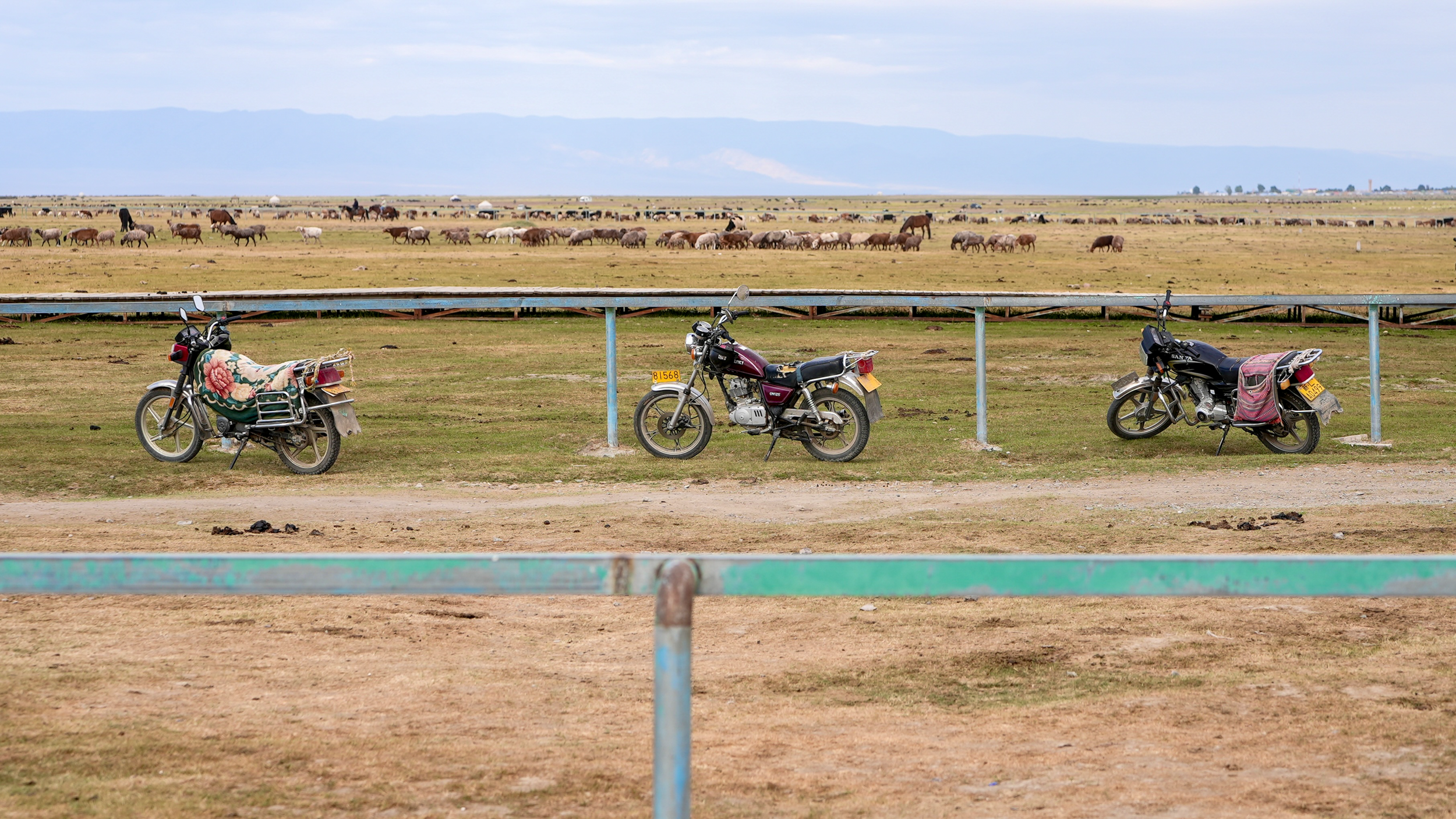 Where the Wind Reveals the Herds