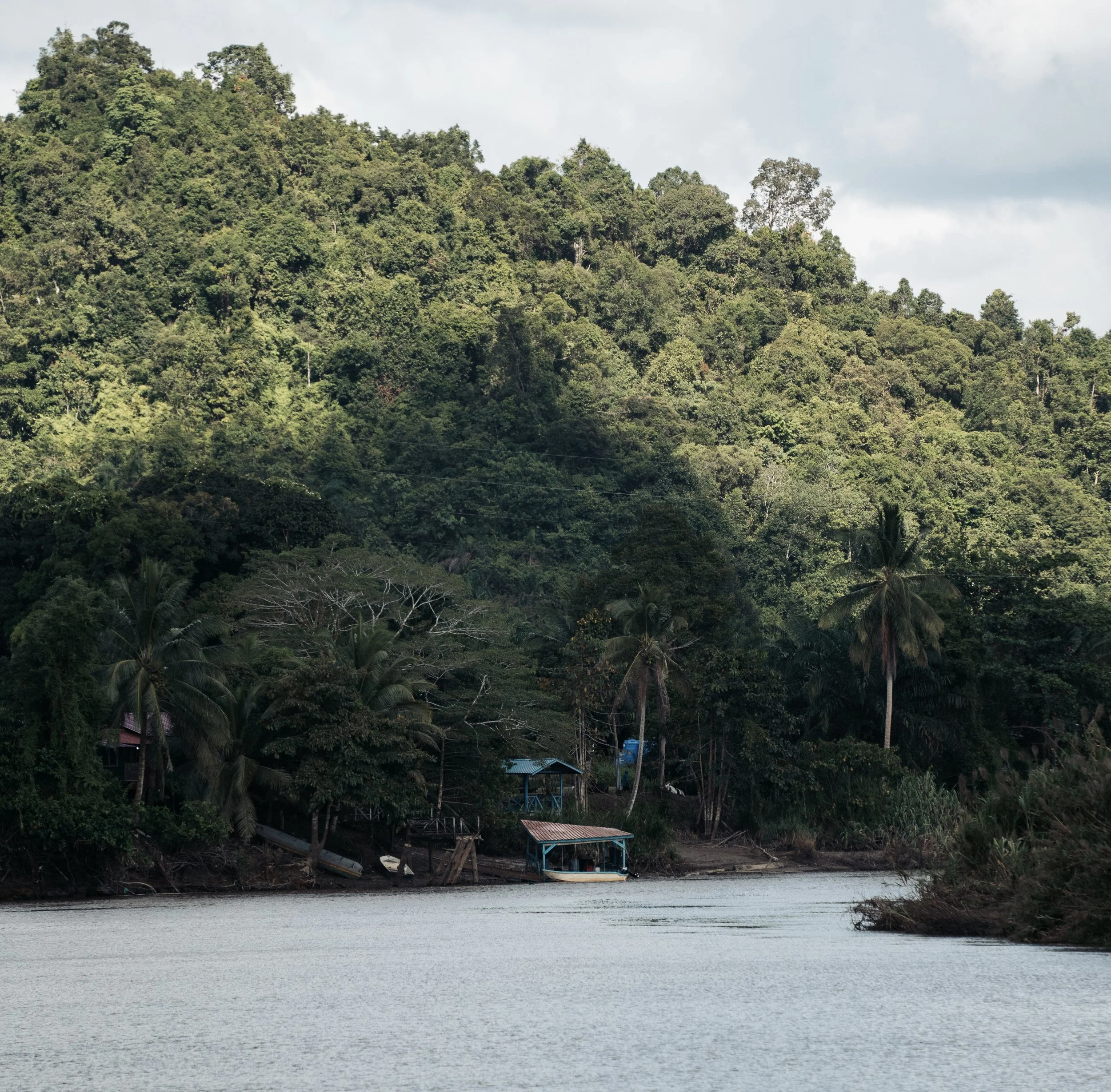 Kinabatangan River Tour, Borneo