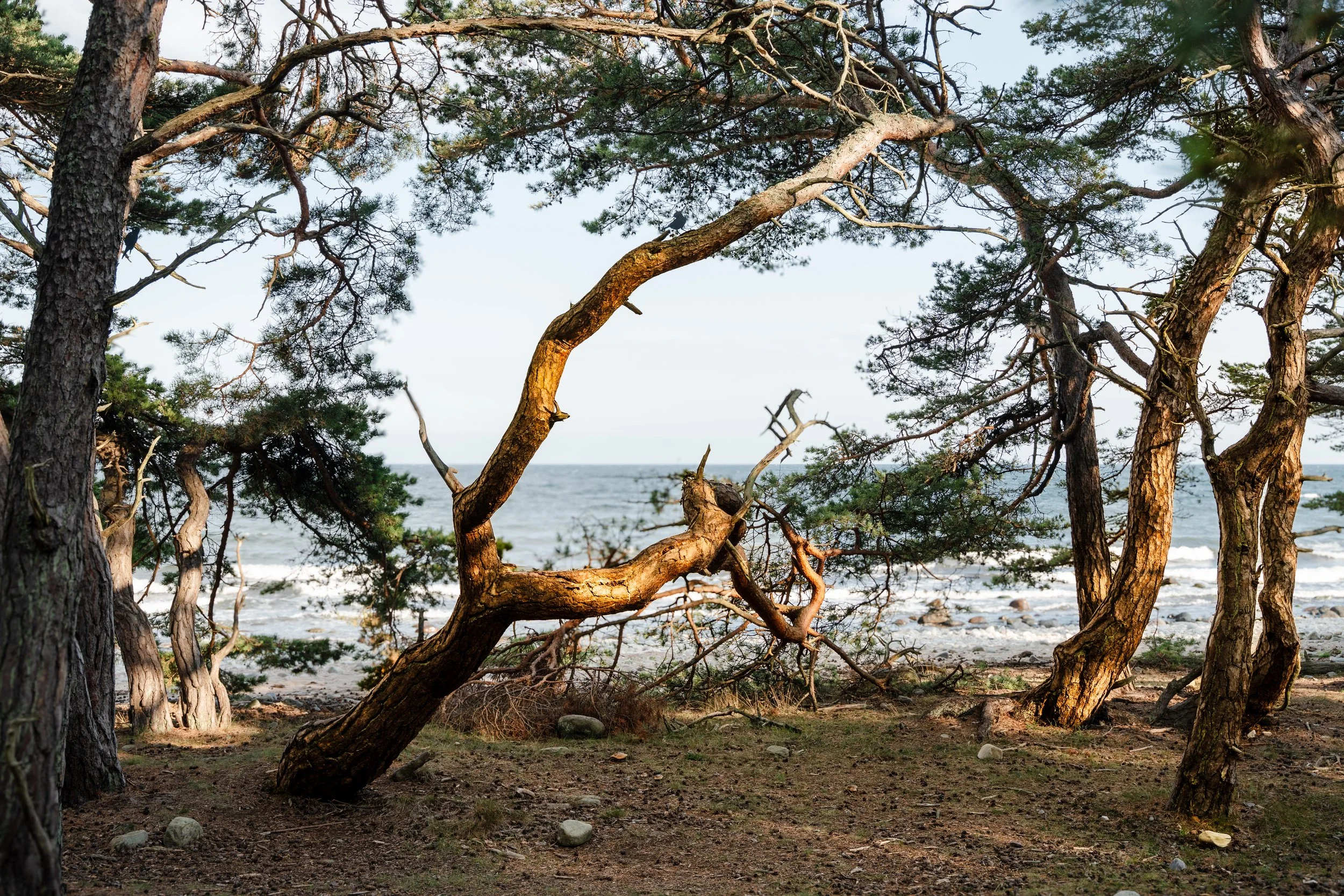 Sverige, Gotland, Yde media. -32.jpg
