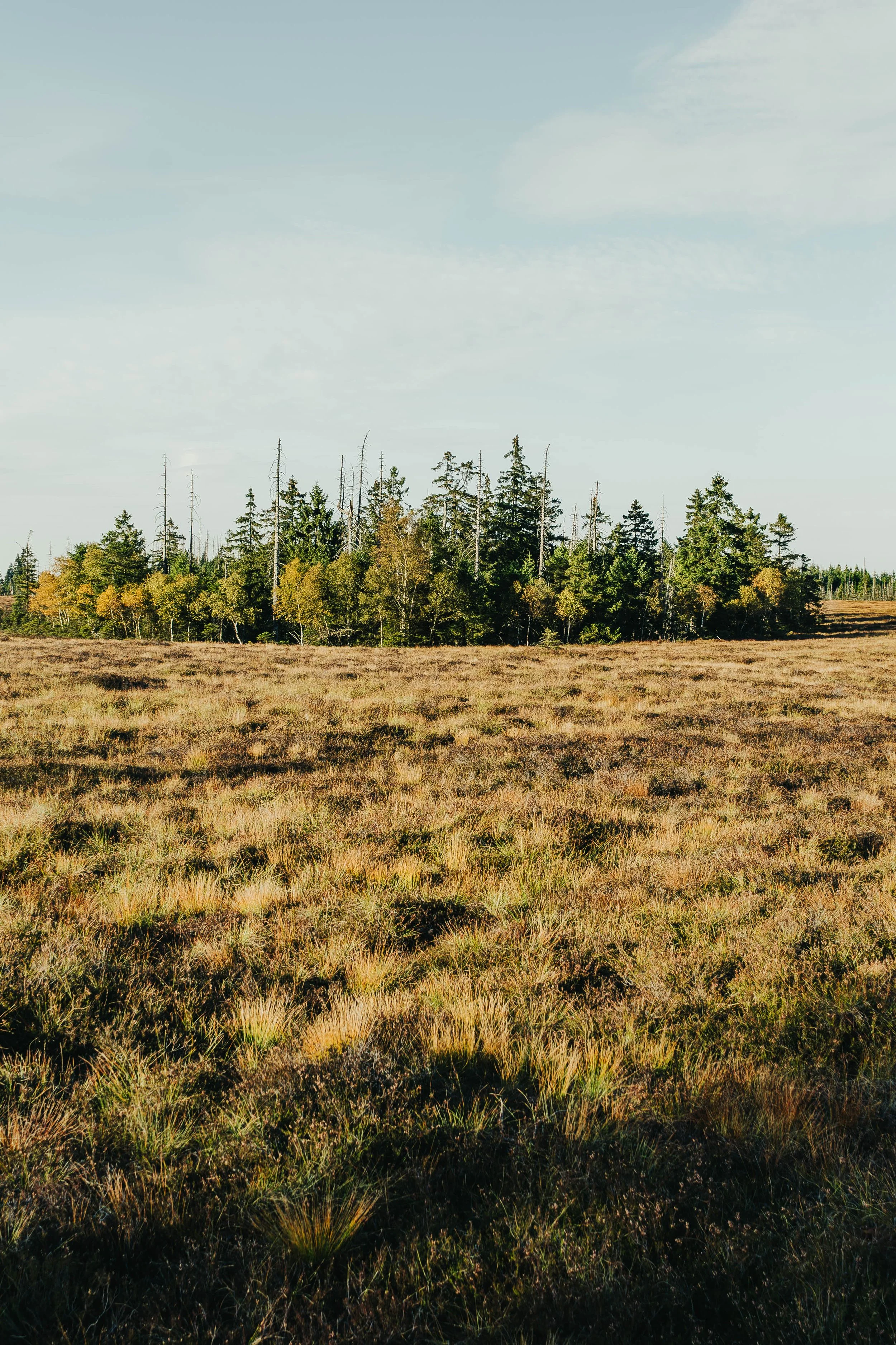Vandreferie i Harzen Tyskland, Torfhaus Moor_Yde media-4.jpg