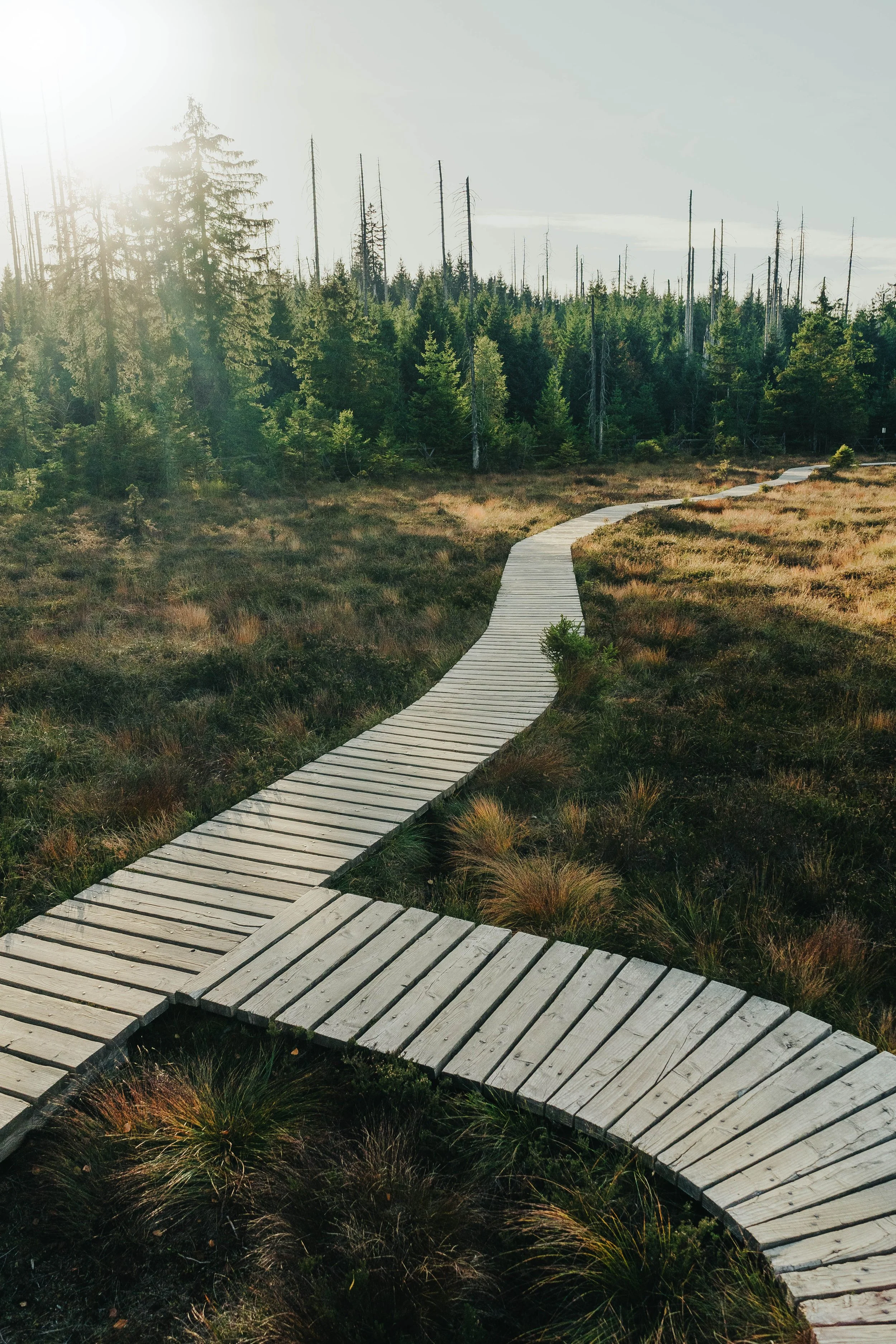 Vandreferie i Harzen Tyskland, Torfhaus Moor_Yde media-6.jpg