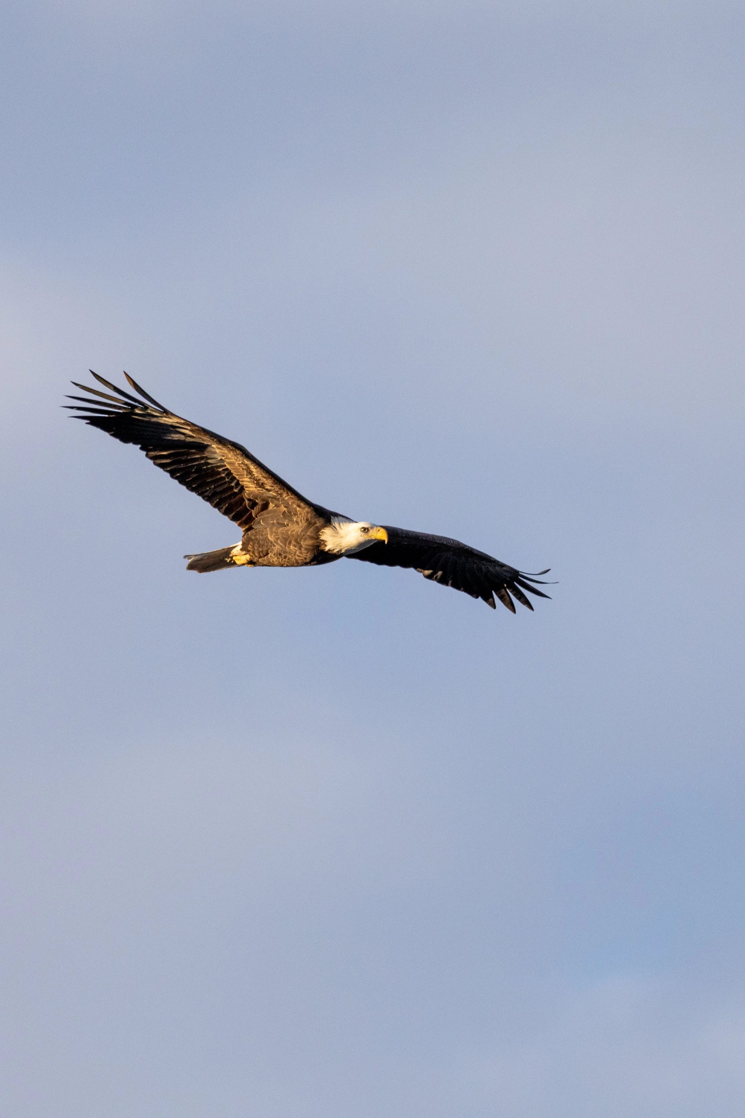 _6M29933-2.jpg