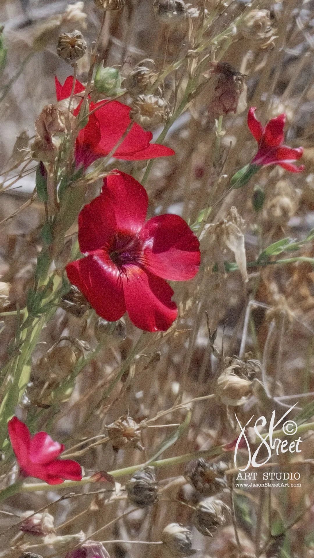 red-flowers-june-22-2026.jpg