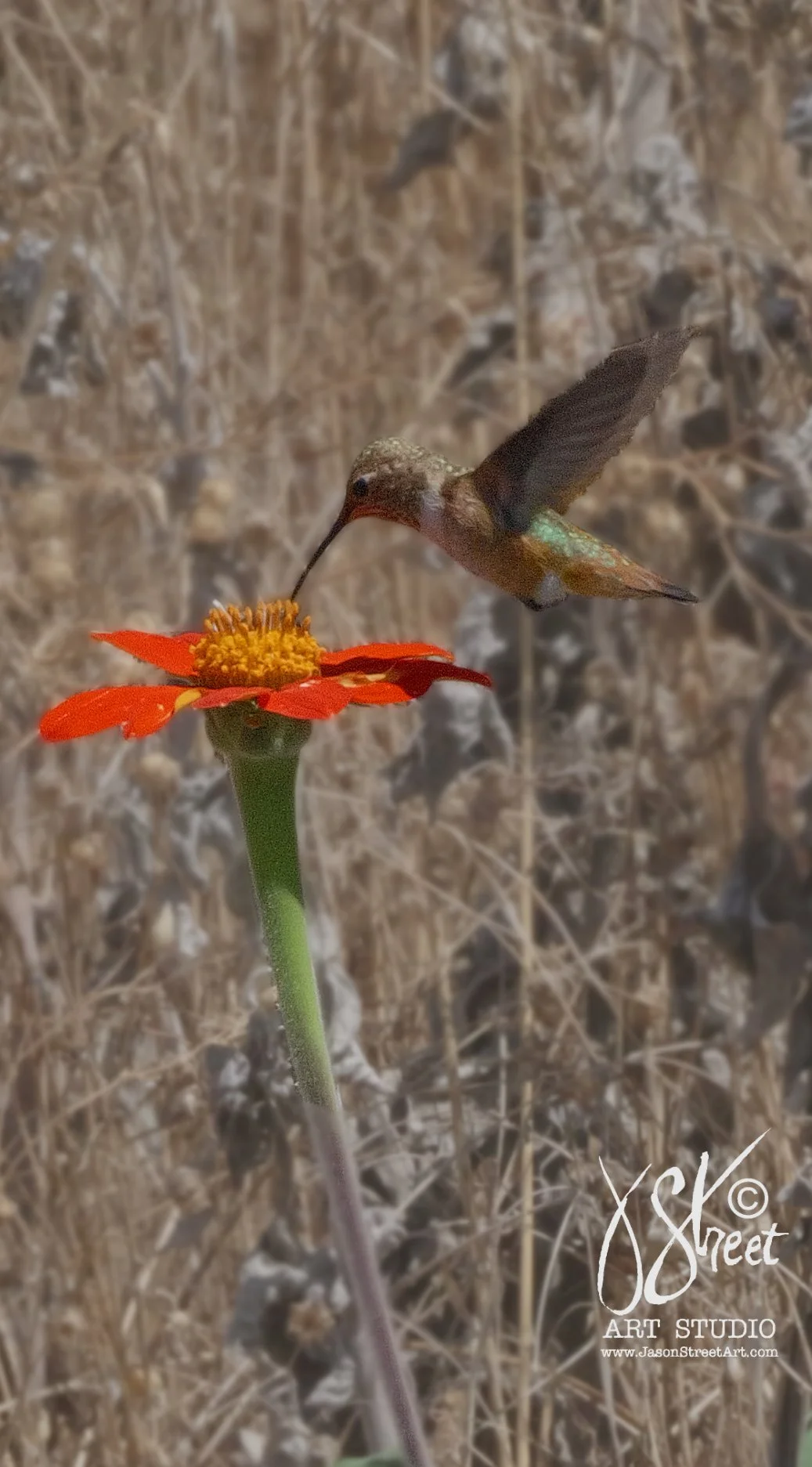 hummingbird-june-22-2026.jpg