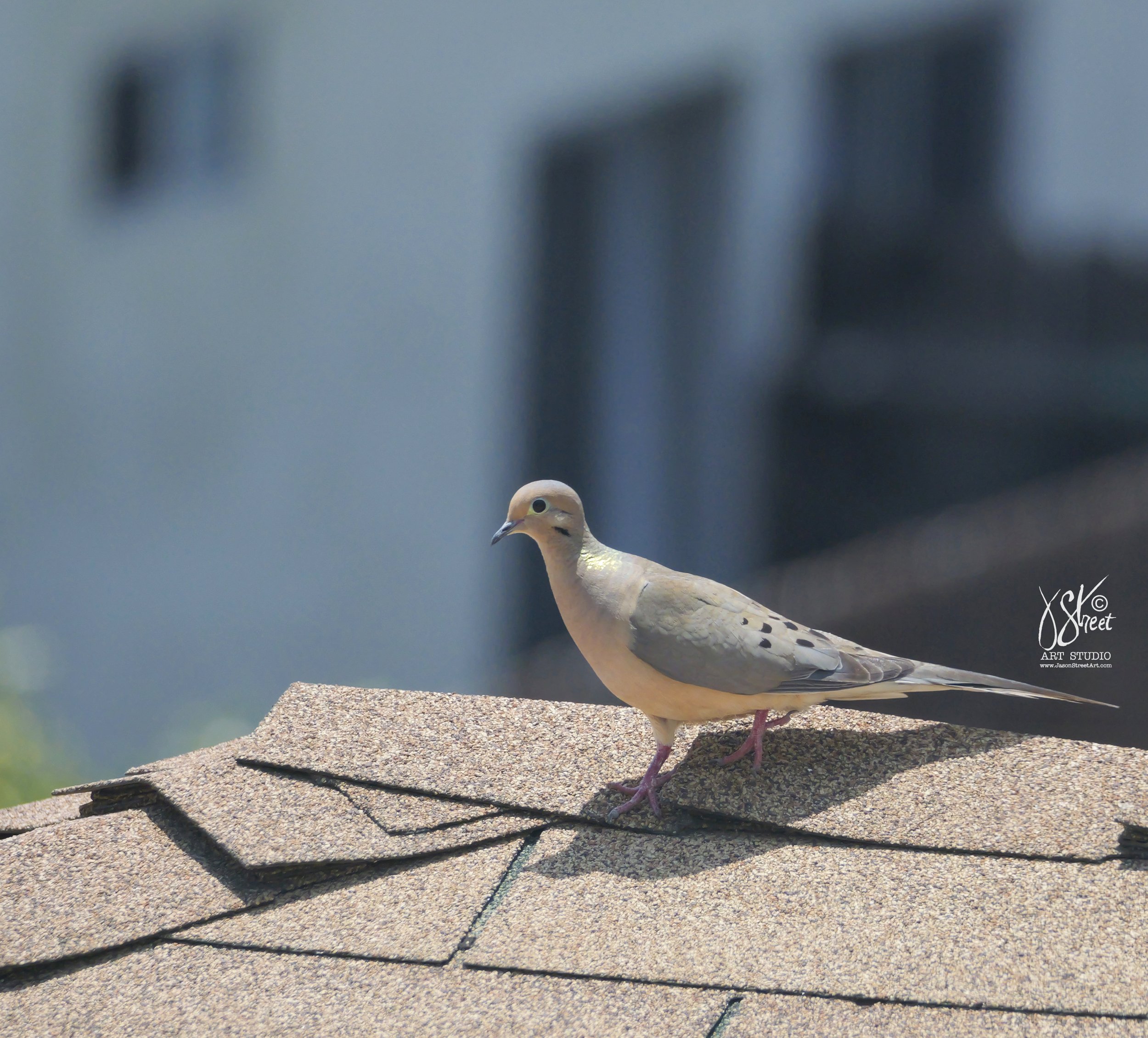 dove-1.jpg