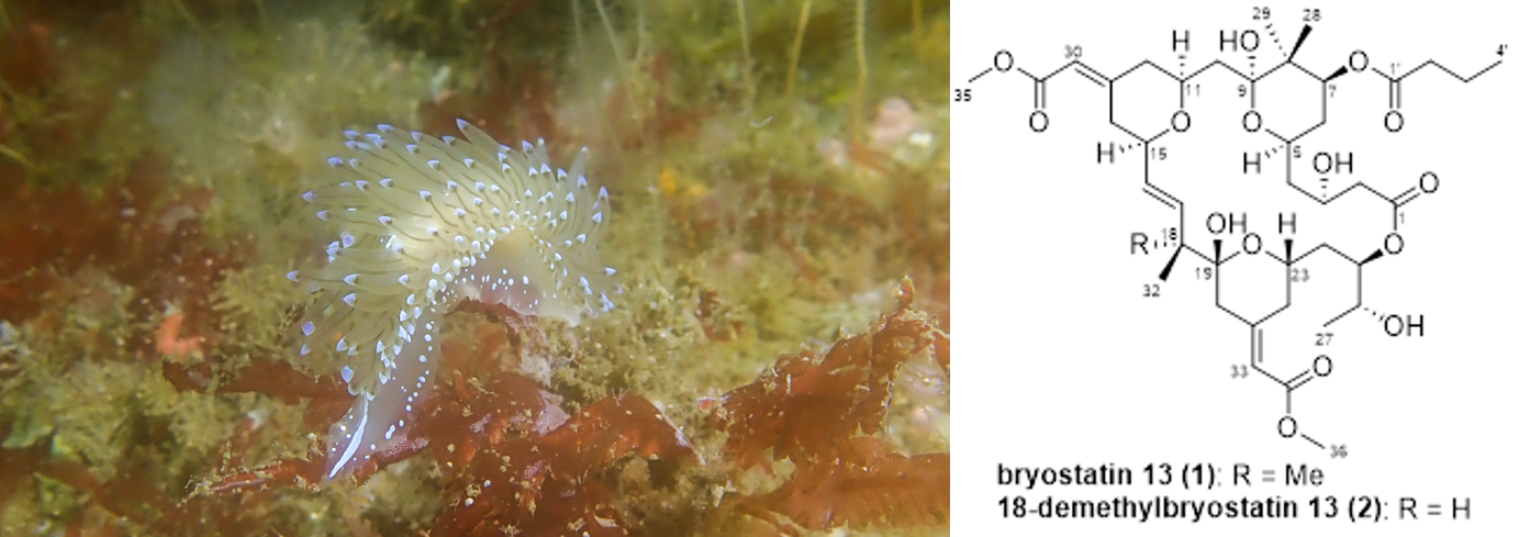 Bryostatin analogues from an Irish bryozoan