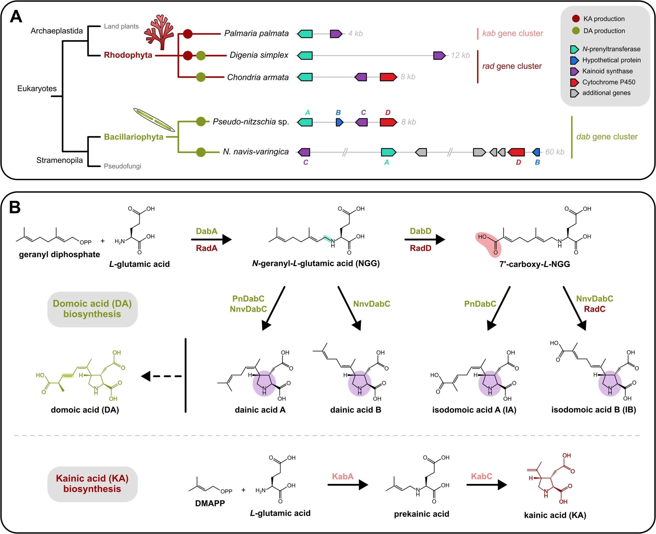 Marine Metabolic Pathways