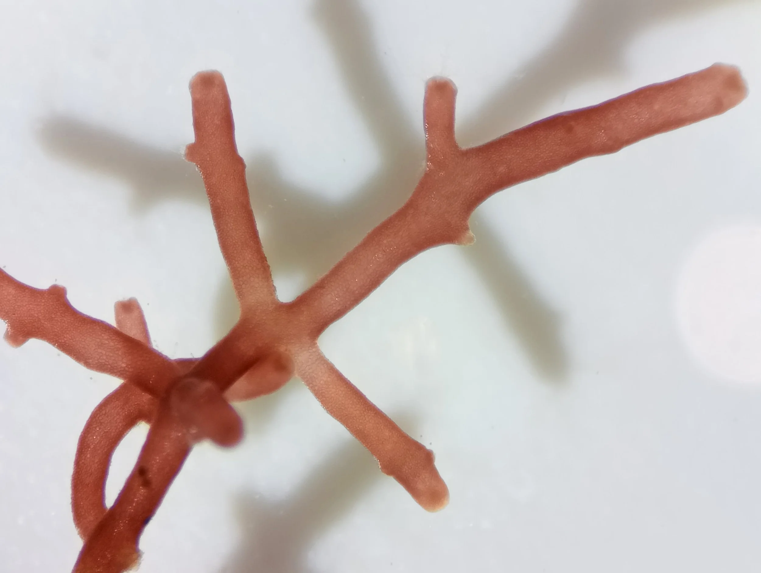 Seaweeds at Hortimare