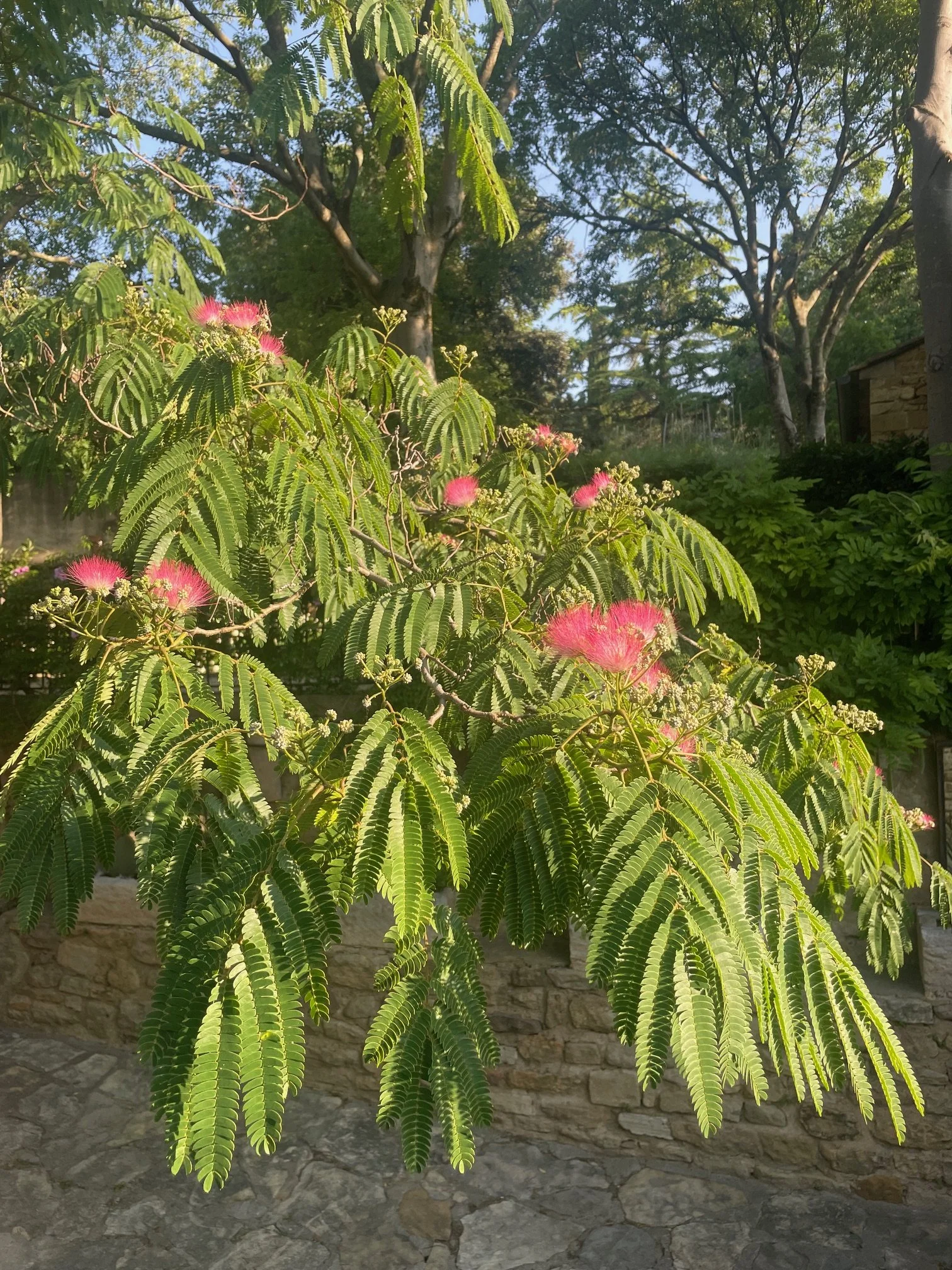 Un arbre avec des feuilles vertes et des fleurs roses, situé devant un mur en pierre.