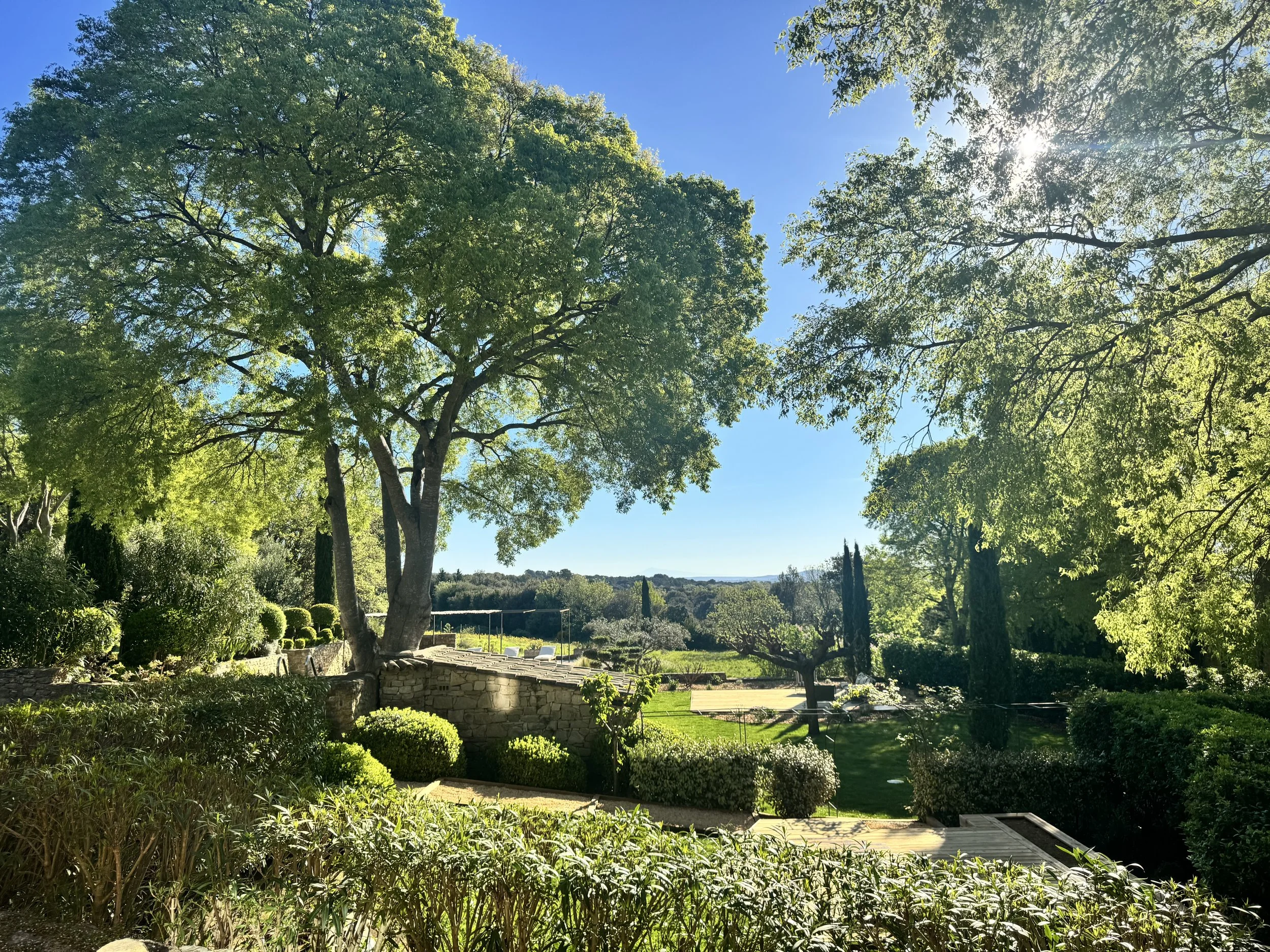 Un grand arbre avec un feuillage dense en haut de l'image, sous un ciel bleu clair et ensoleillé. Au premier plan, il y a des buissons verts bien taillés, et en arrière-plan, un espace vert luxuriant de type méditerranéen
