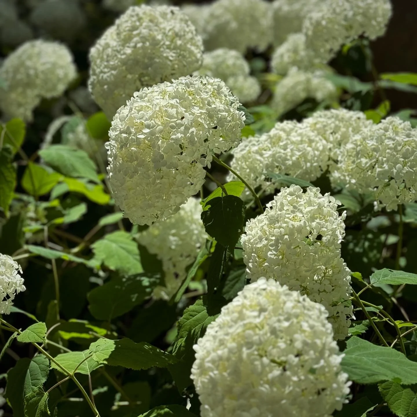 Fleurs de hortensia blanches dans un jardin