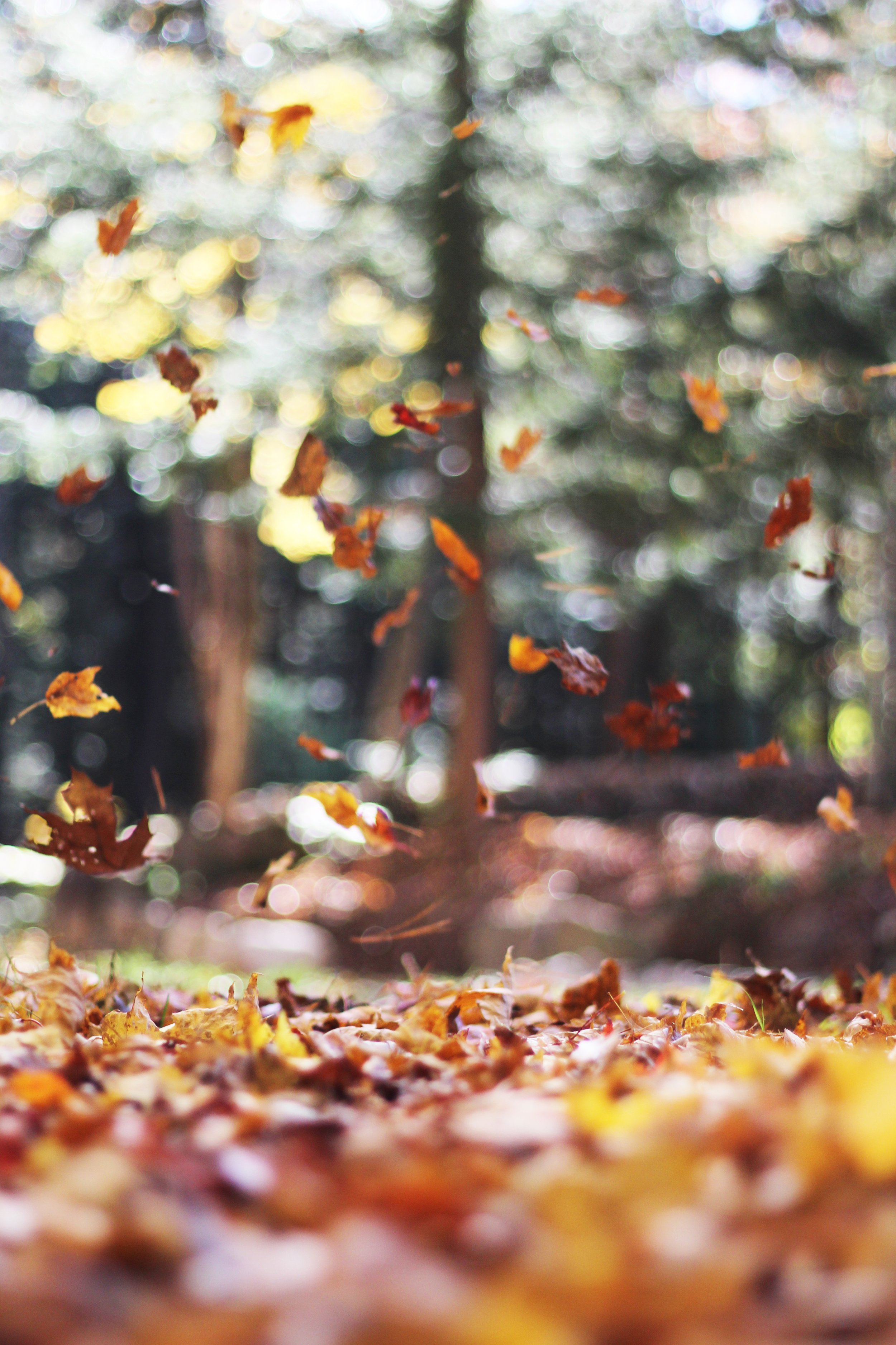 Autumn leaves crisp and crunchy