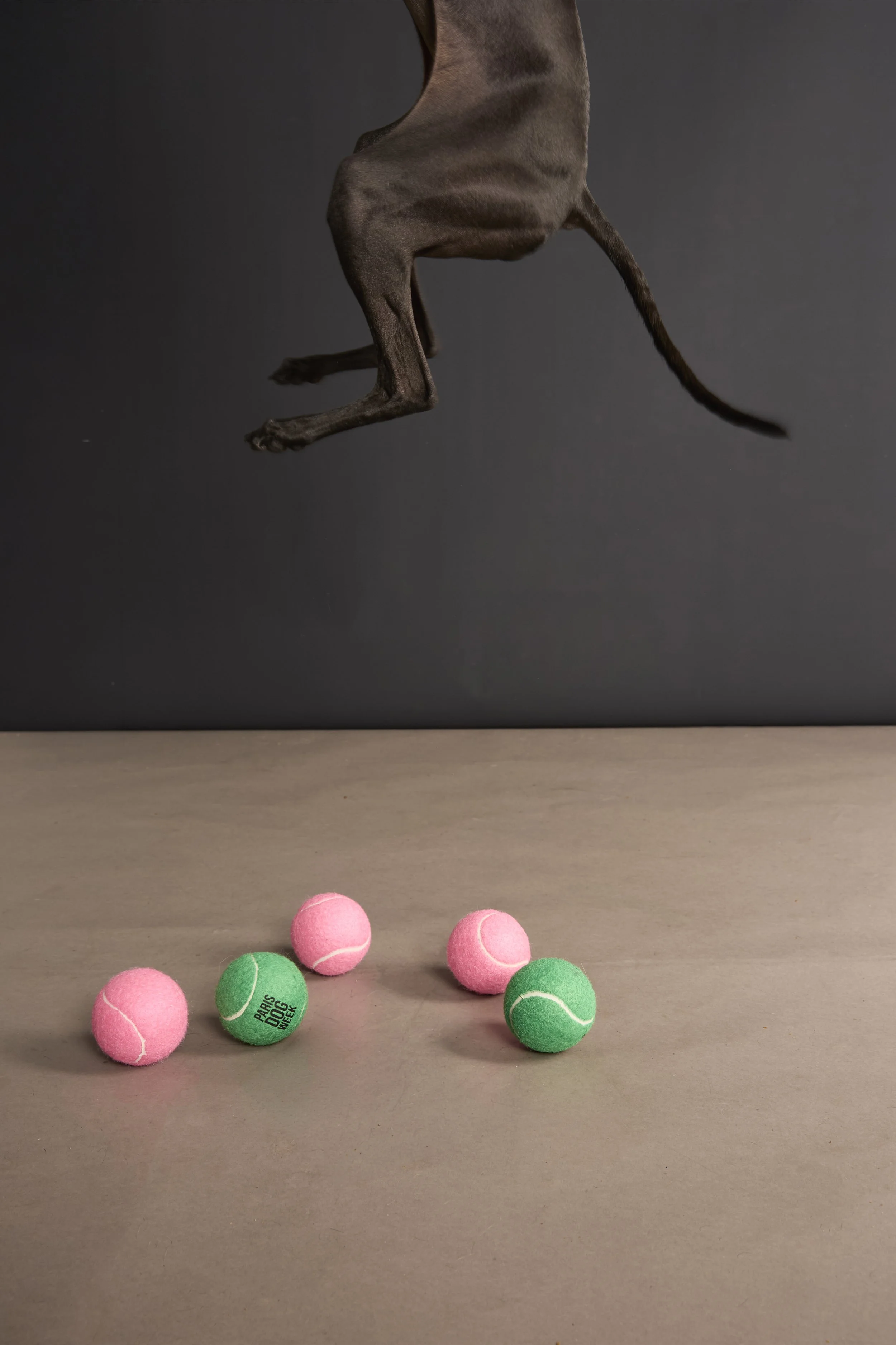 DogWeek_ 11.jpg