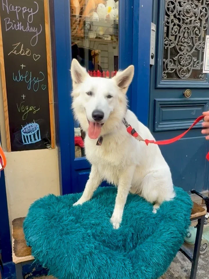 Paris pups deserve a proper f&ecirc;te 🪩💃
From custom dog-friendly cakes to private party time with their besties, we make every birthday paw-fect at Le Bone Appart 🎂❤️

✨ DM us to book your dog&rsquo;s celebration or birthday cake! 
.
.
.
.
.
.
.