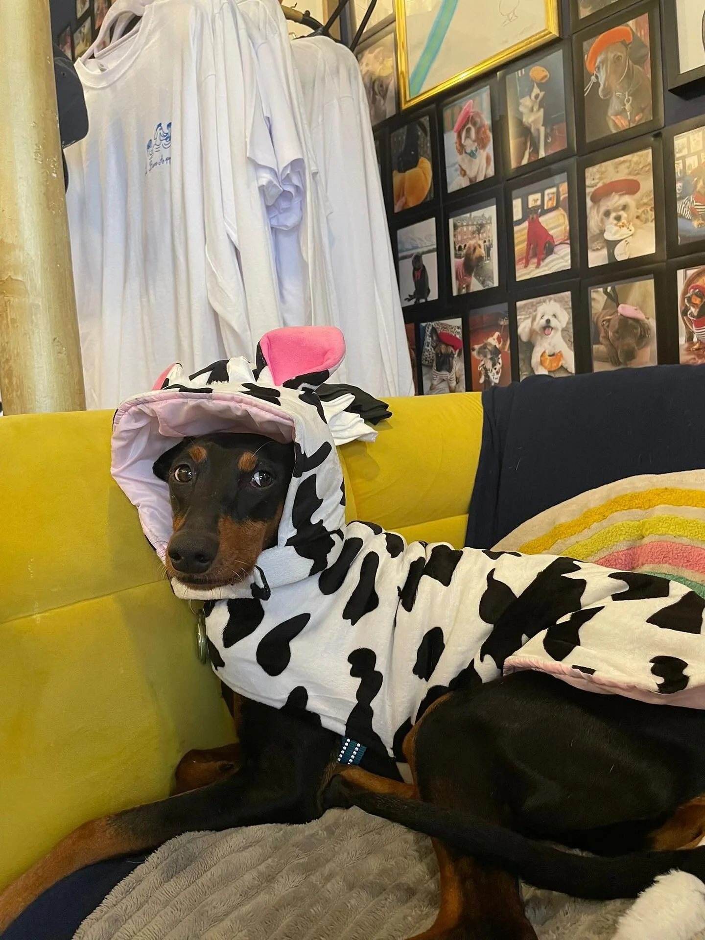 Halloween Party at Le Bone Appart! 

Join us on Sunday, October 26th, from 3 PM to 5 PM for a spooky-fun costume party 🎃
Every pup in costume gets a free pup-cup, and the best costume wins a special prize! 🏆