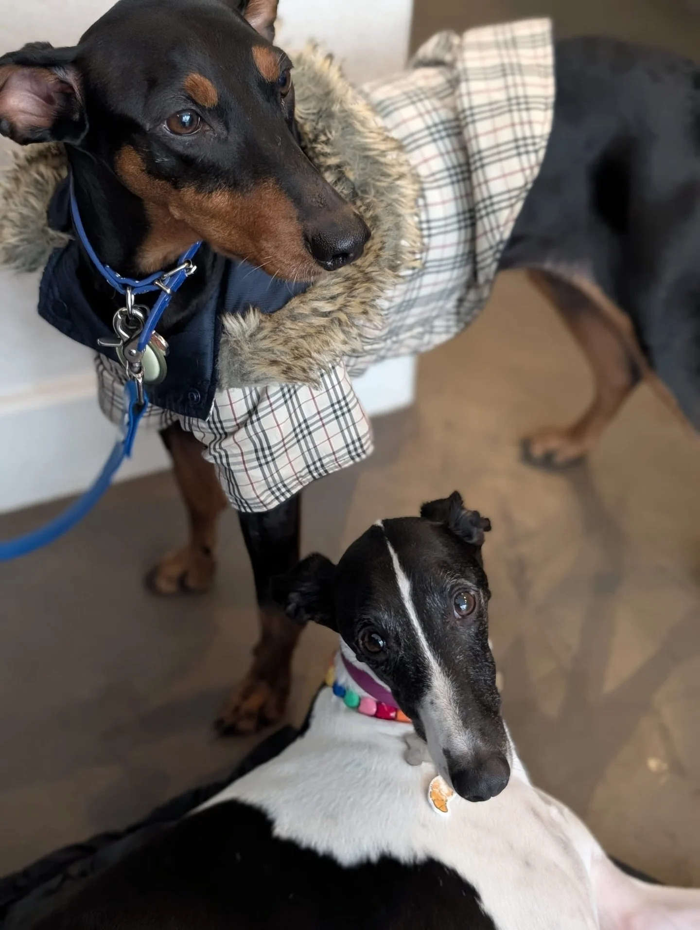 Tiny adventures, grand hearts! 

Today we took our two loyal connoisseurs du caf&eacute; on a little wander just outside the shop, the kind of slow Paris morning where hot chocolate drips over handmade cups and curious noses lead the way ✨

A quick p