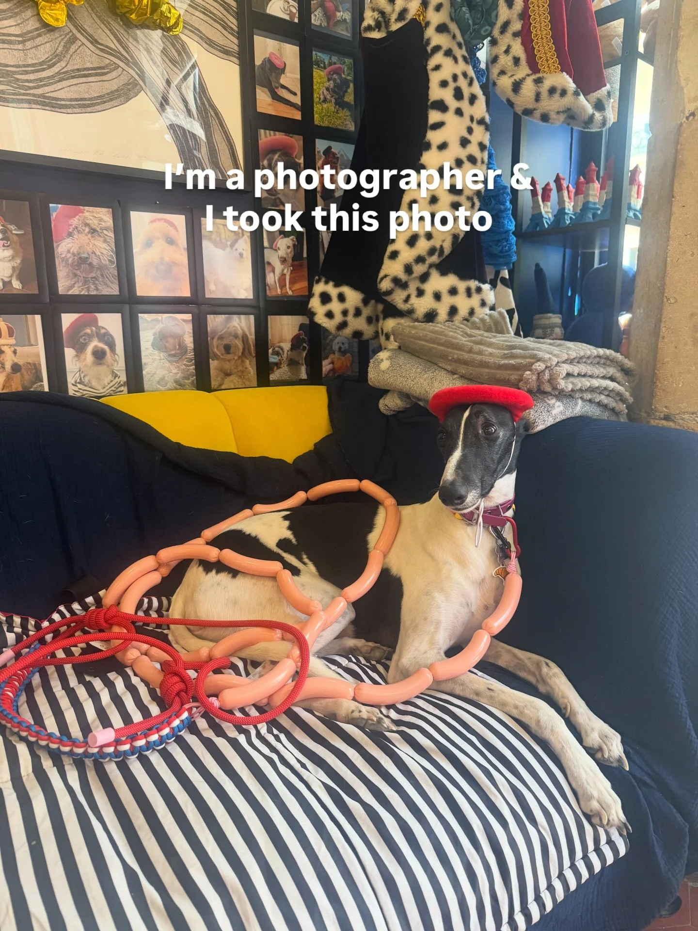 serving sausage couture on the leash