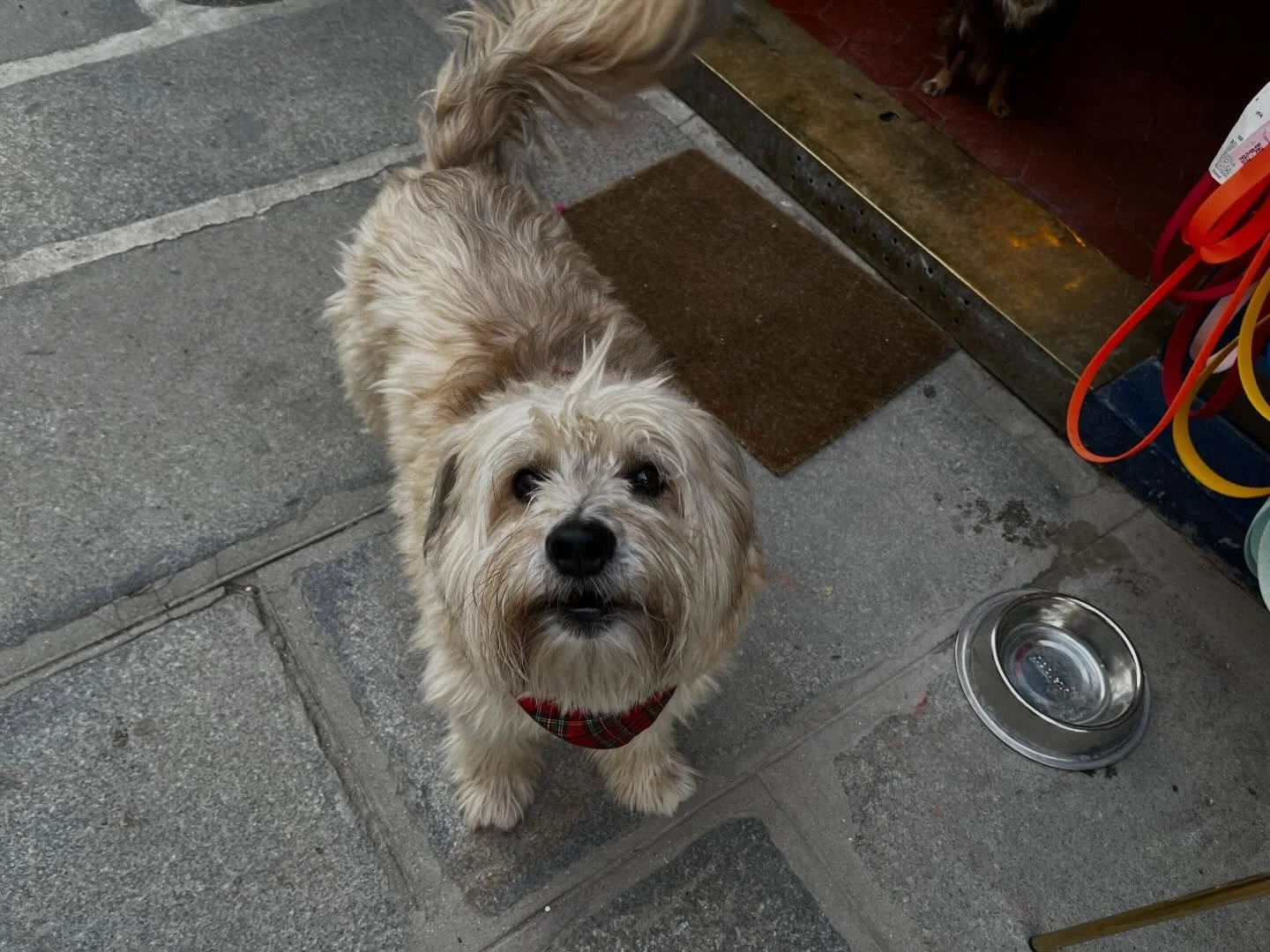 🐶🥖💖

#leboneappart #dogcafe #dogsofinstagram #par&iacute;s #dogsofparis