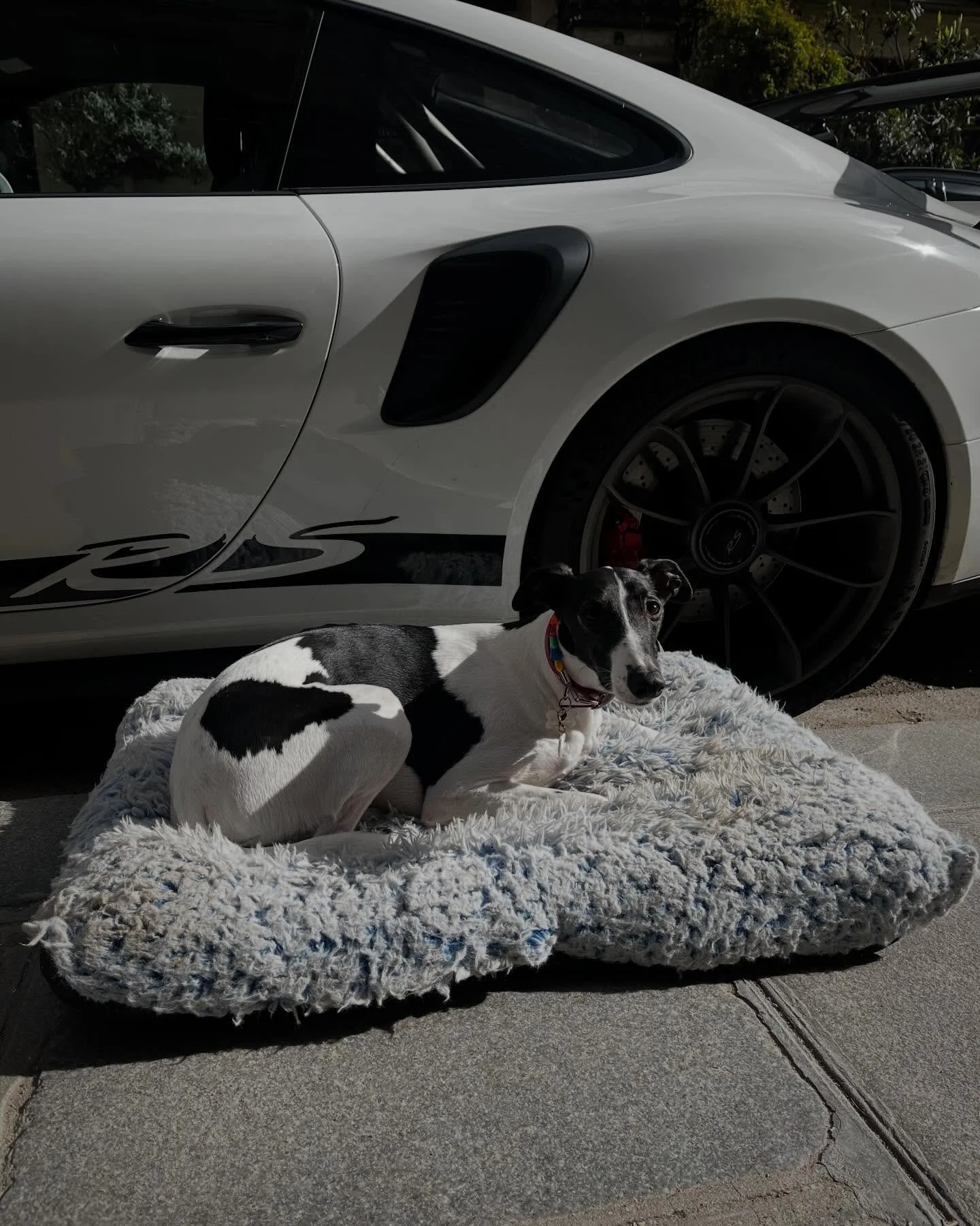 And suddenly, it&rsquo;s March 💐🐶☀️

#dogcafe #pariscoffee #leboneappart #spring #dogsofinstagram