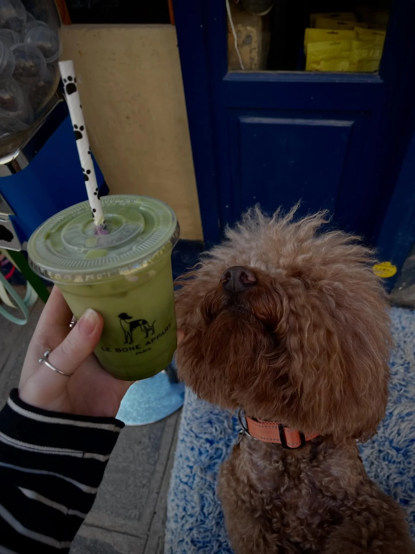 Rose matcha anyone?

#cafeparis #dogcafe #matcha #barista #viral