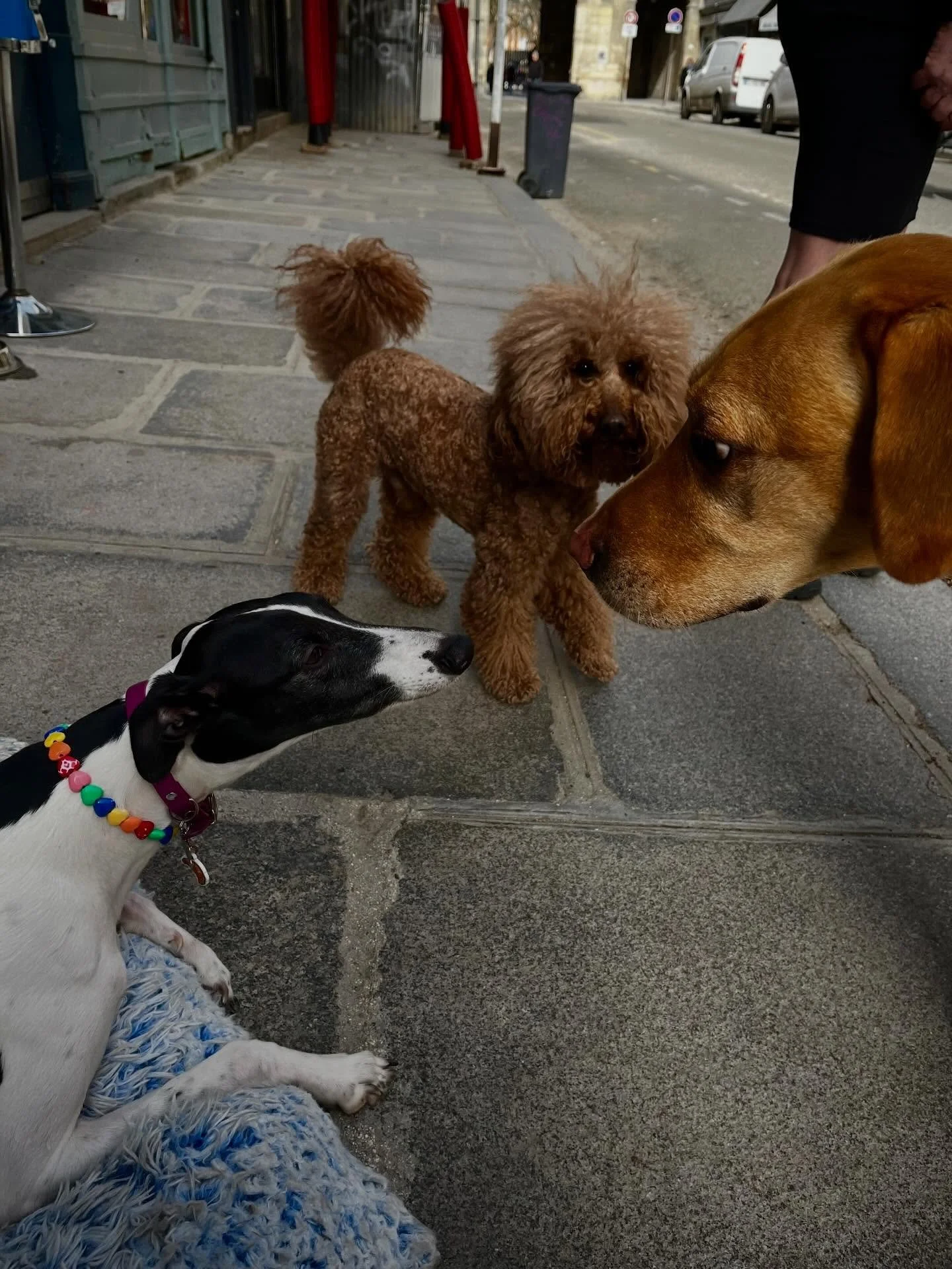 It&rsquo;s Saturday 🤩

#leboneappart #dogcafe #pariscafe #dogsofinstagram #dogstore