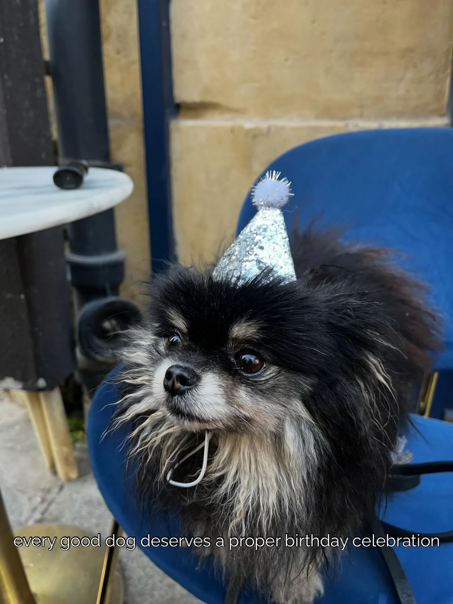 Celebrate in style at Le Bone Appart Caf&eacute; ✨🐾🥳

#leboneappart #dogcafe #dogbirthdayparty #dogsofinstagram #paris