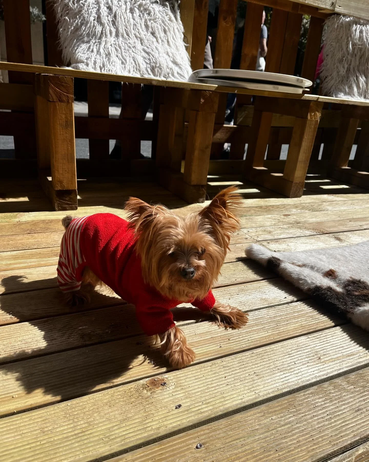 Ava Star soaking up the sun on the terrace☀️🤩

#dogcafe #leboneappart #pariscafe #dogsofinstagram #doglovers