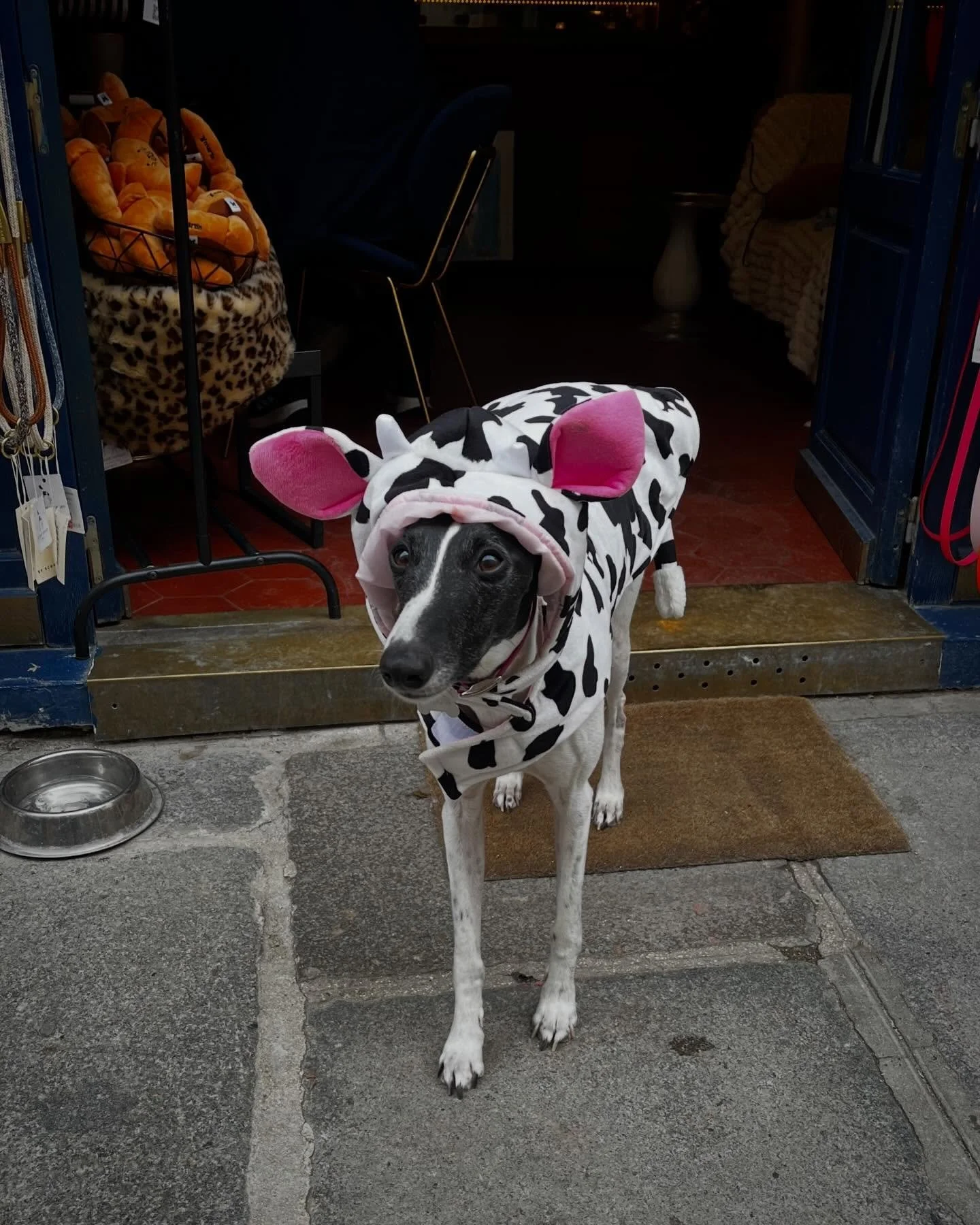 Has anyone seen Napoleon? 🐮