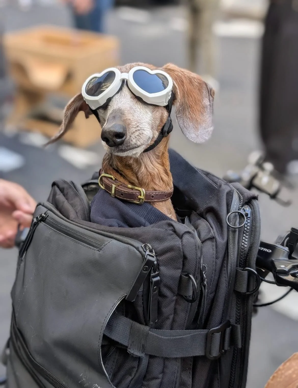 Spot the difference 🤣 Our Winnie is ready to set off!

#dogcafe #cafeparis #dogsofinstagram #placedesvosges #marais