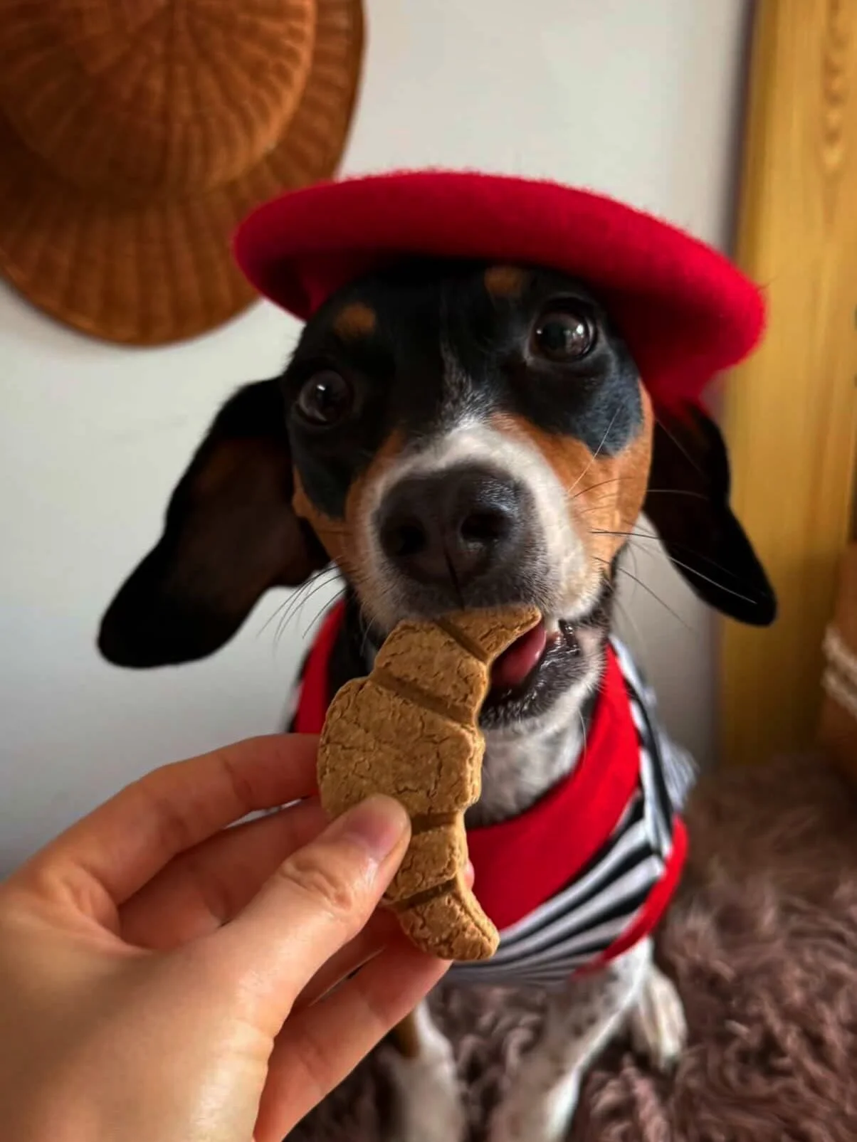 We love getting photos of your pups in our dms 🤩 Keep &lsquo;em coming!

#leboneappart #dogcafe #dogsofinstagram #pariscafe #parisfrance