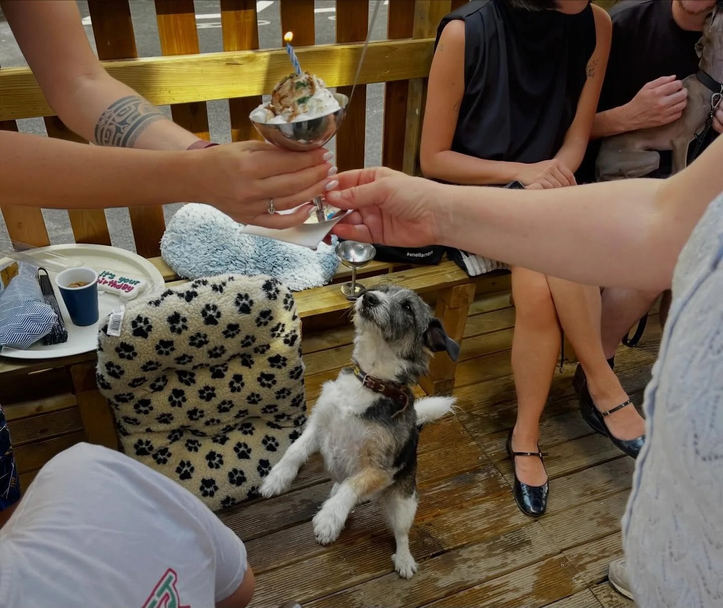 Celebrating Sully&rsquo;s birthday at Le Bone Appart 🎂💞

#dogcafe #pupcup #dogbirthday #leboneappart #paris
