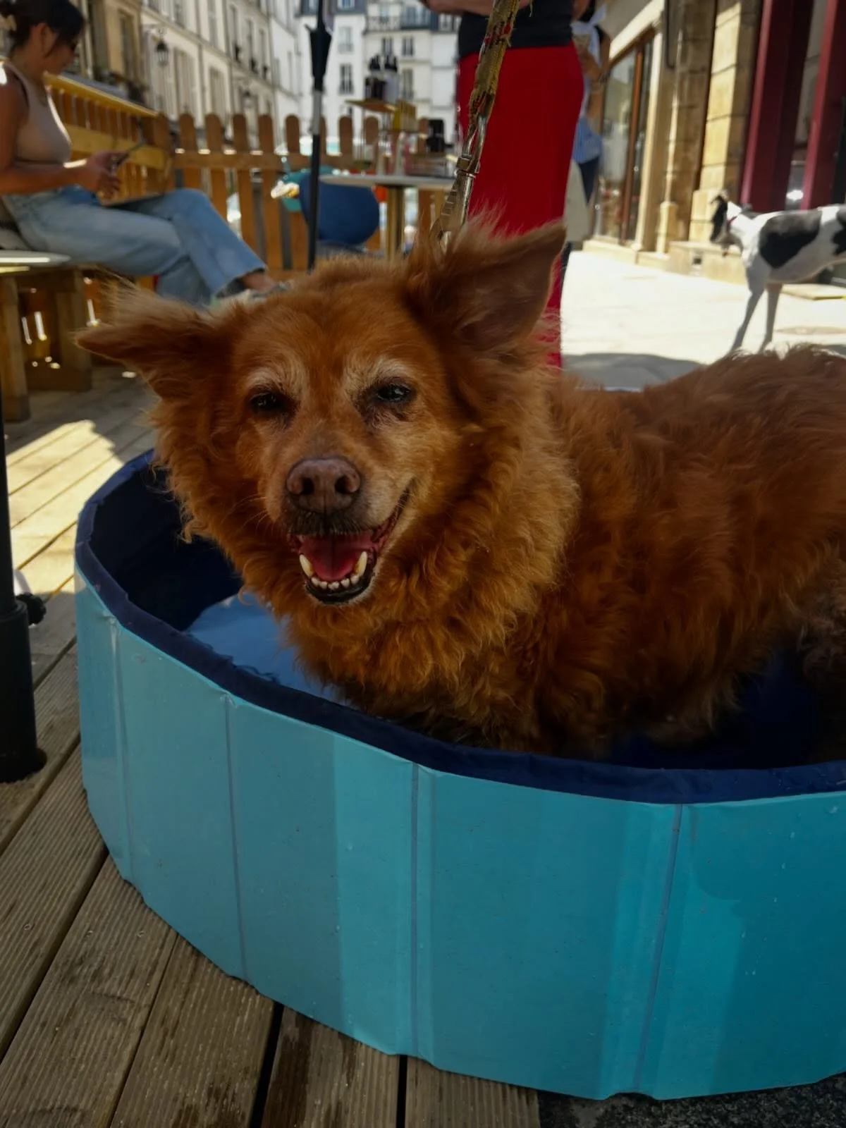 Cookie loving the pup pool 🐾🌊☀️

#dogsofinstagram #summer #doglovers #leboneappart