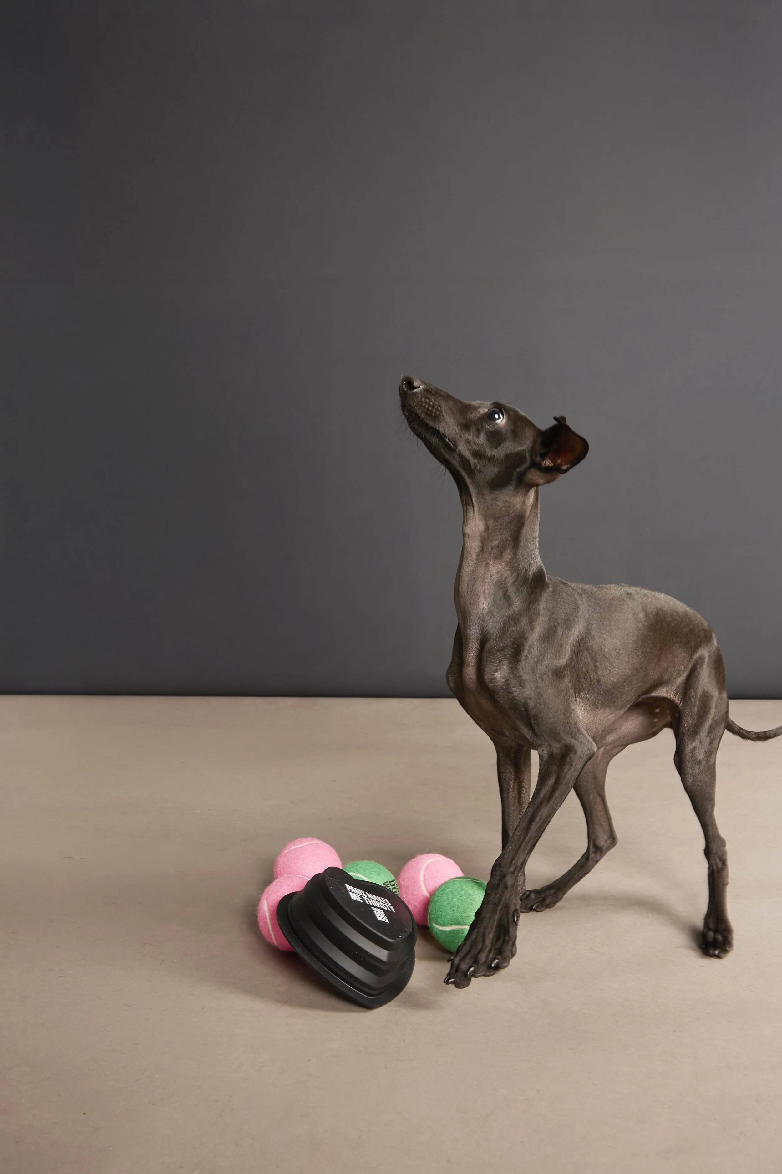 DogWeek_ 12.jpg