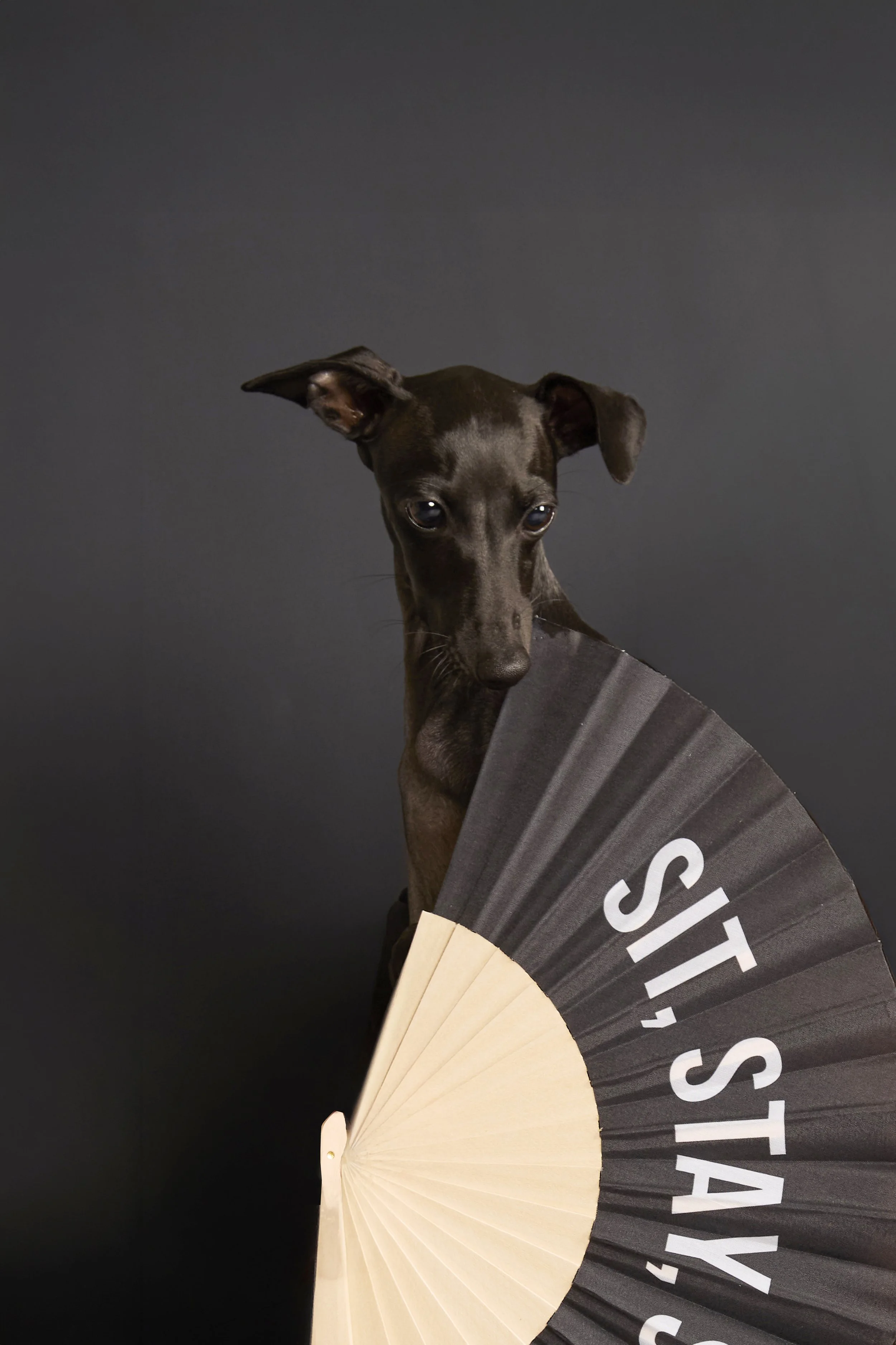 DogWeek- 13.jpg
