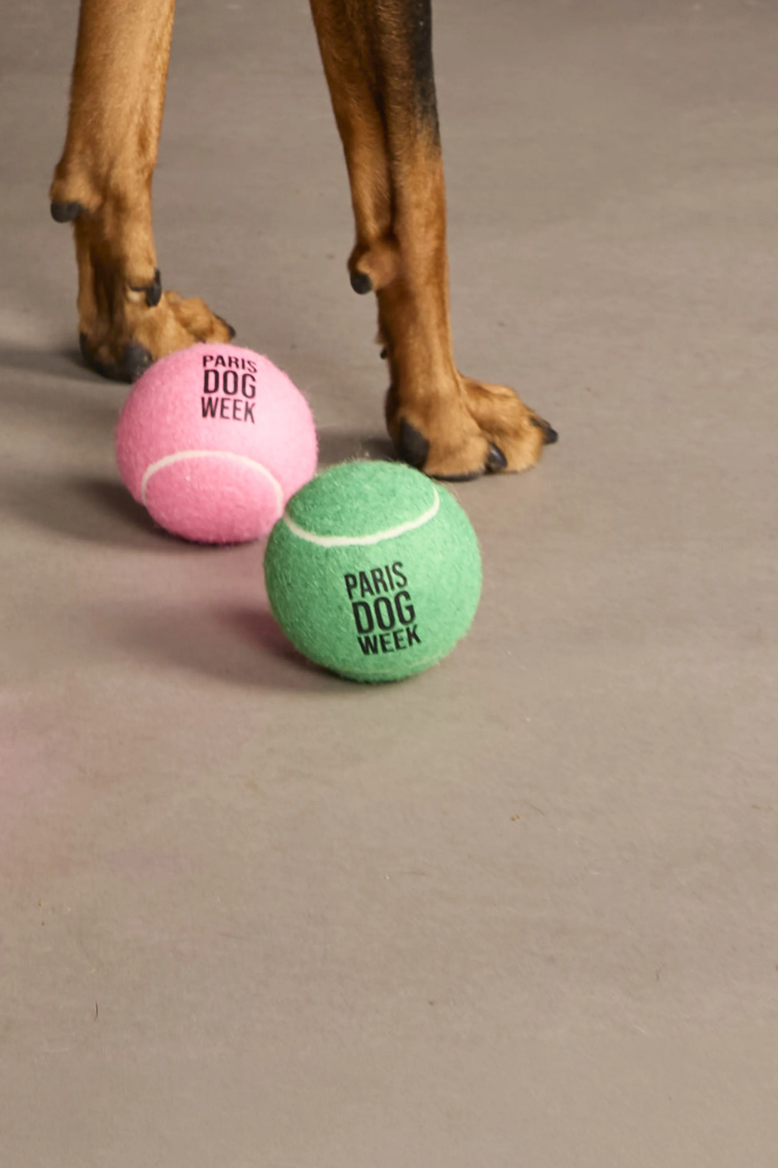 DogWeek- 3.jpg