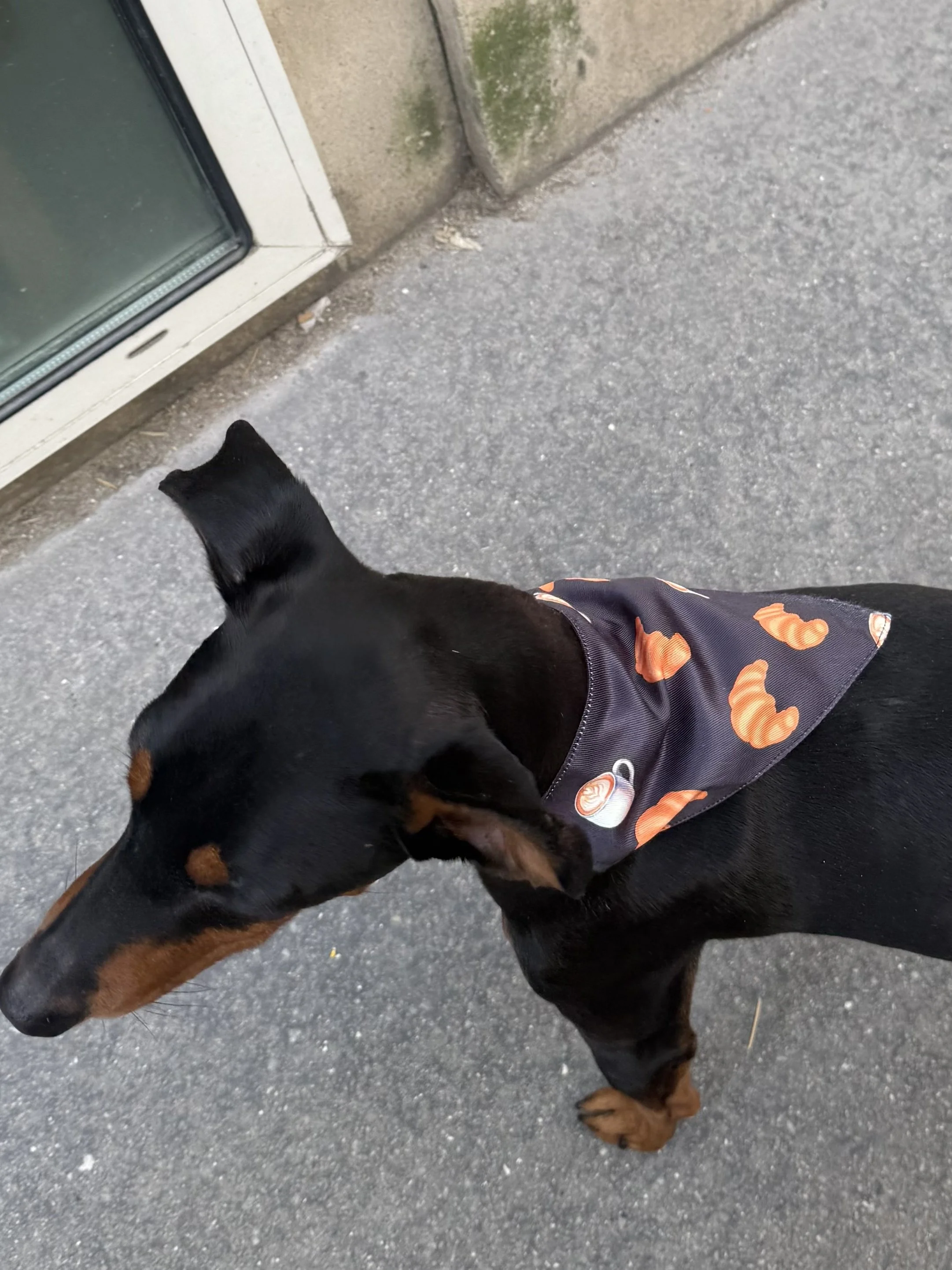 Croissant Bandana Lou 1.jpg