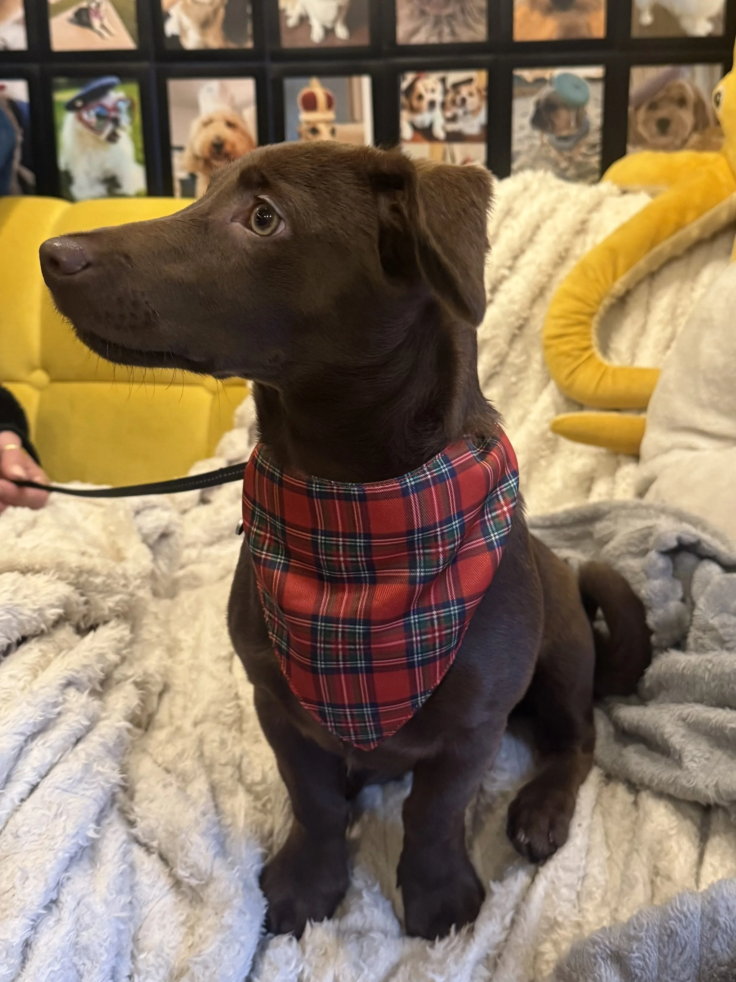 Tartan Bandana 1.jpg