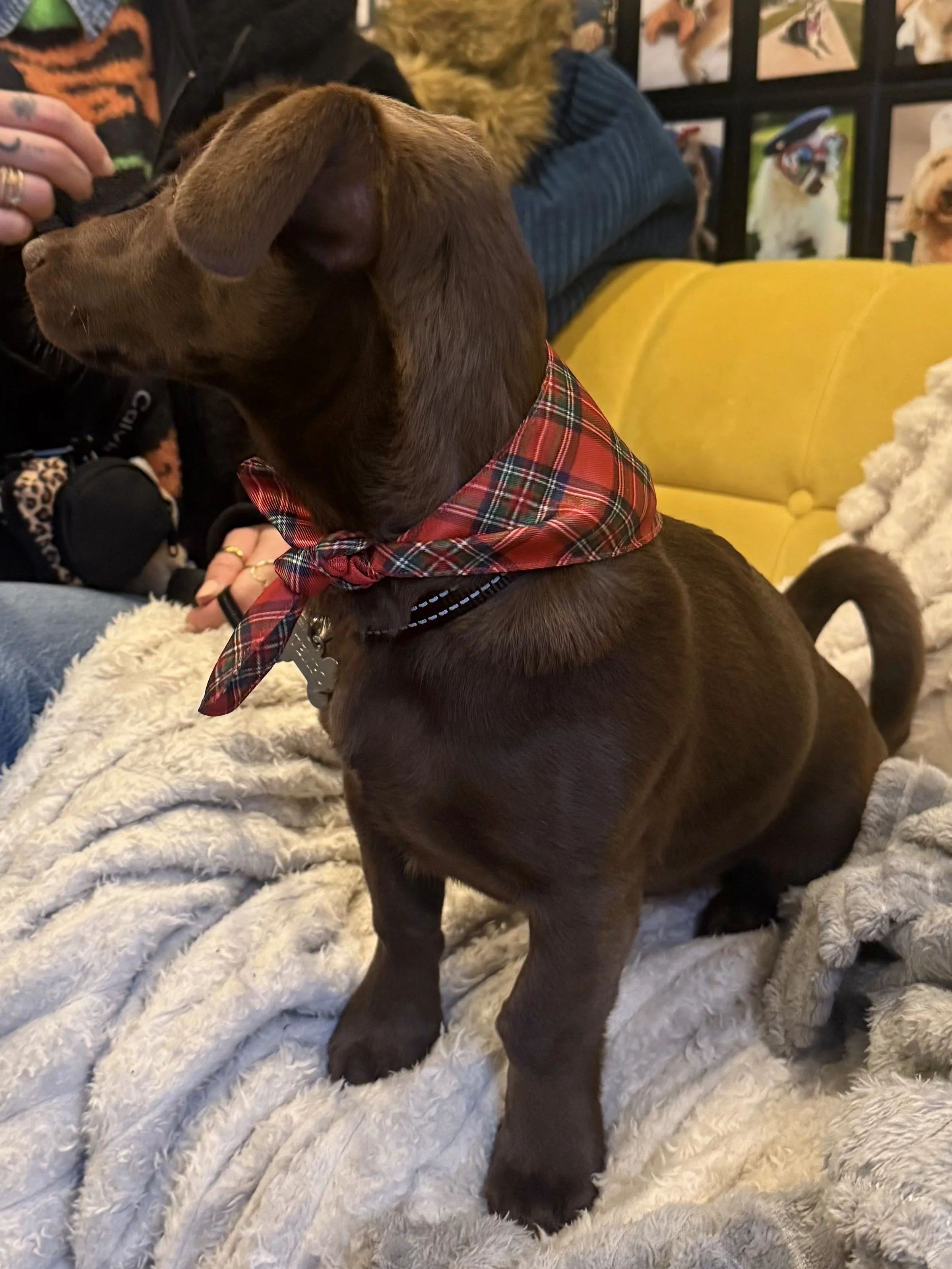 Tartan Bandana 2.jpg