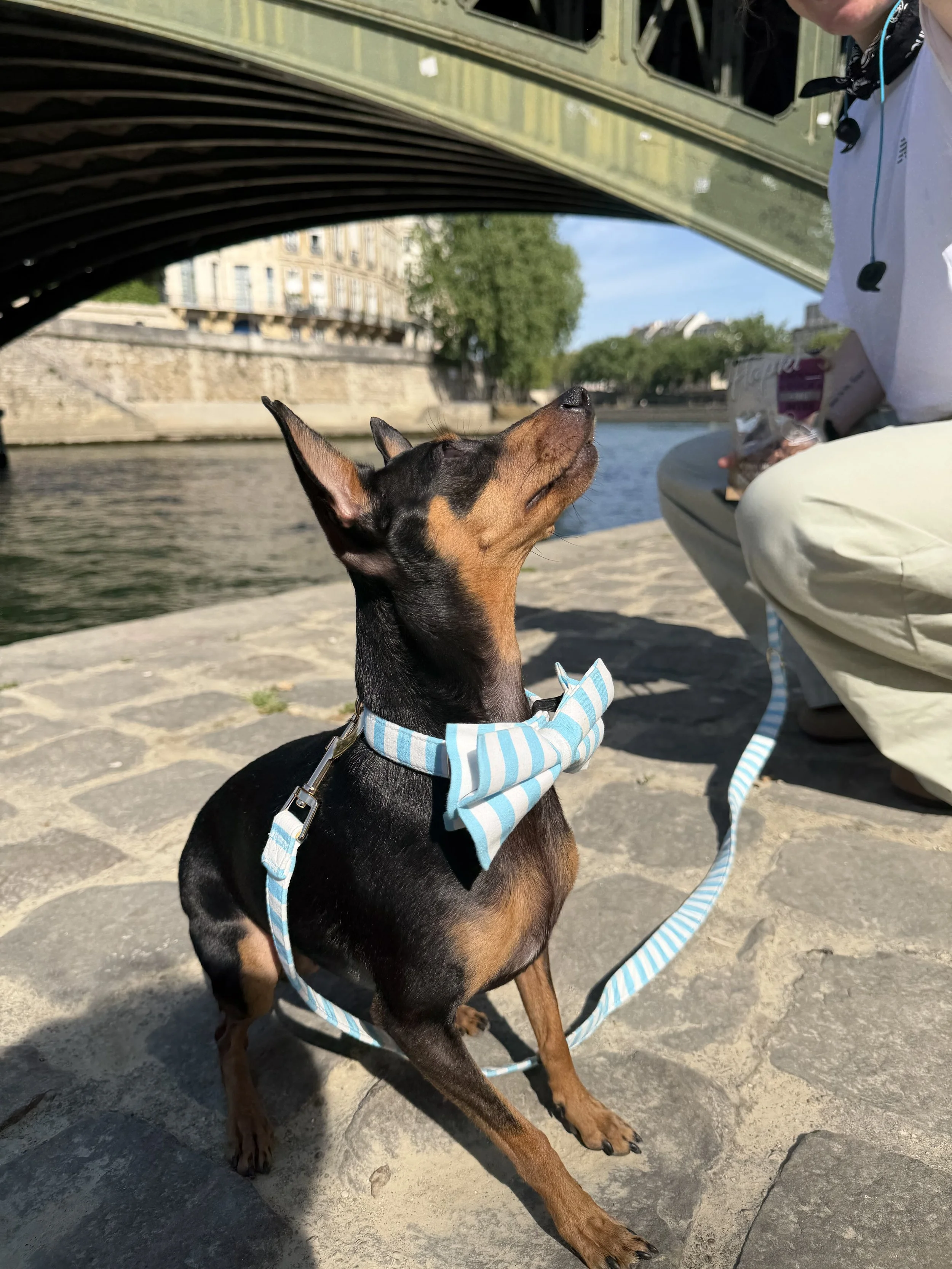 Sailor Dog Bow