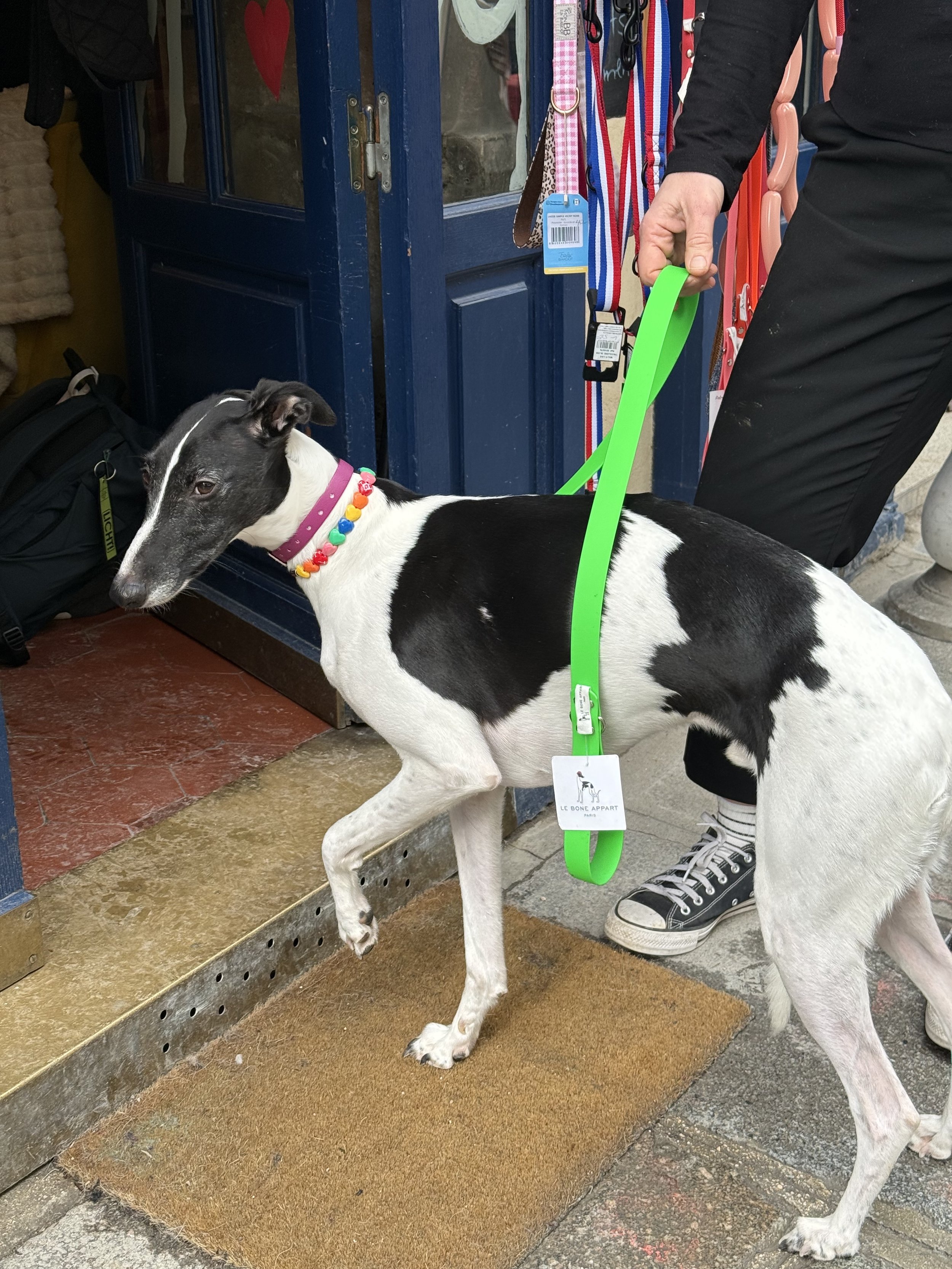 Le Bone Appart Thick Leash