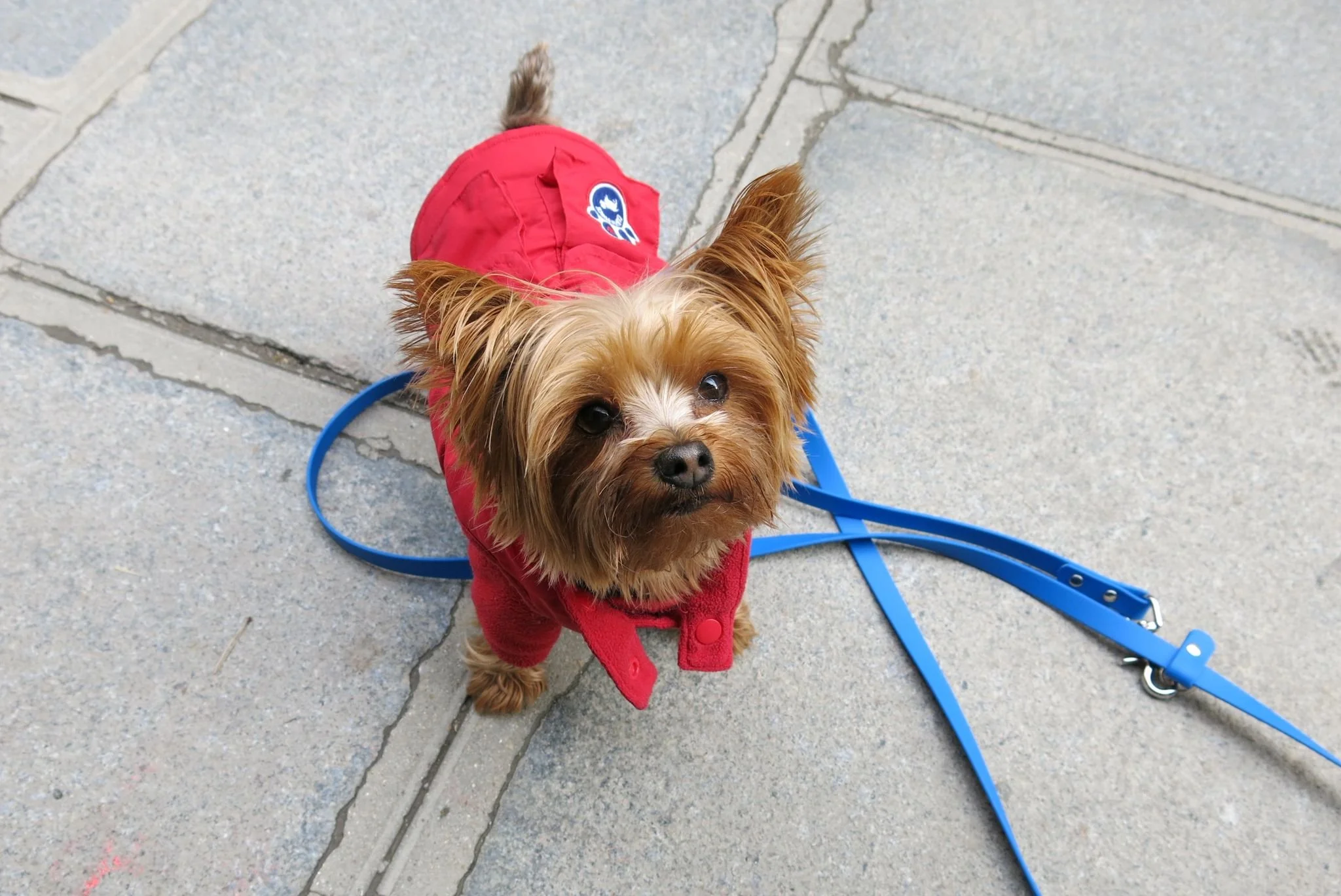 Le Bone Appart Hands-free Adjustable Leash