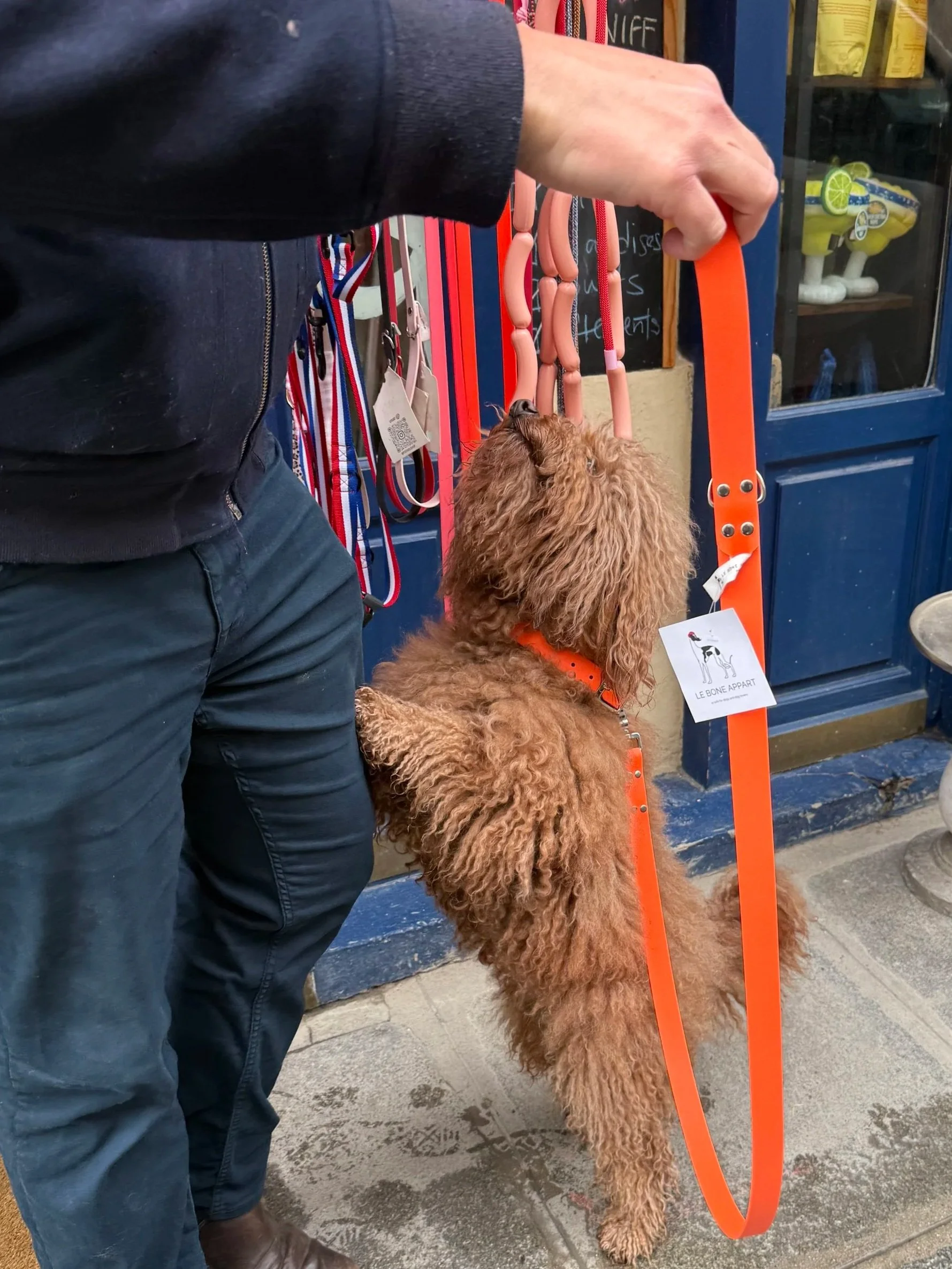 Le Bone Appart Thick Leash