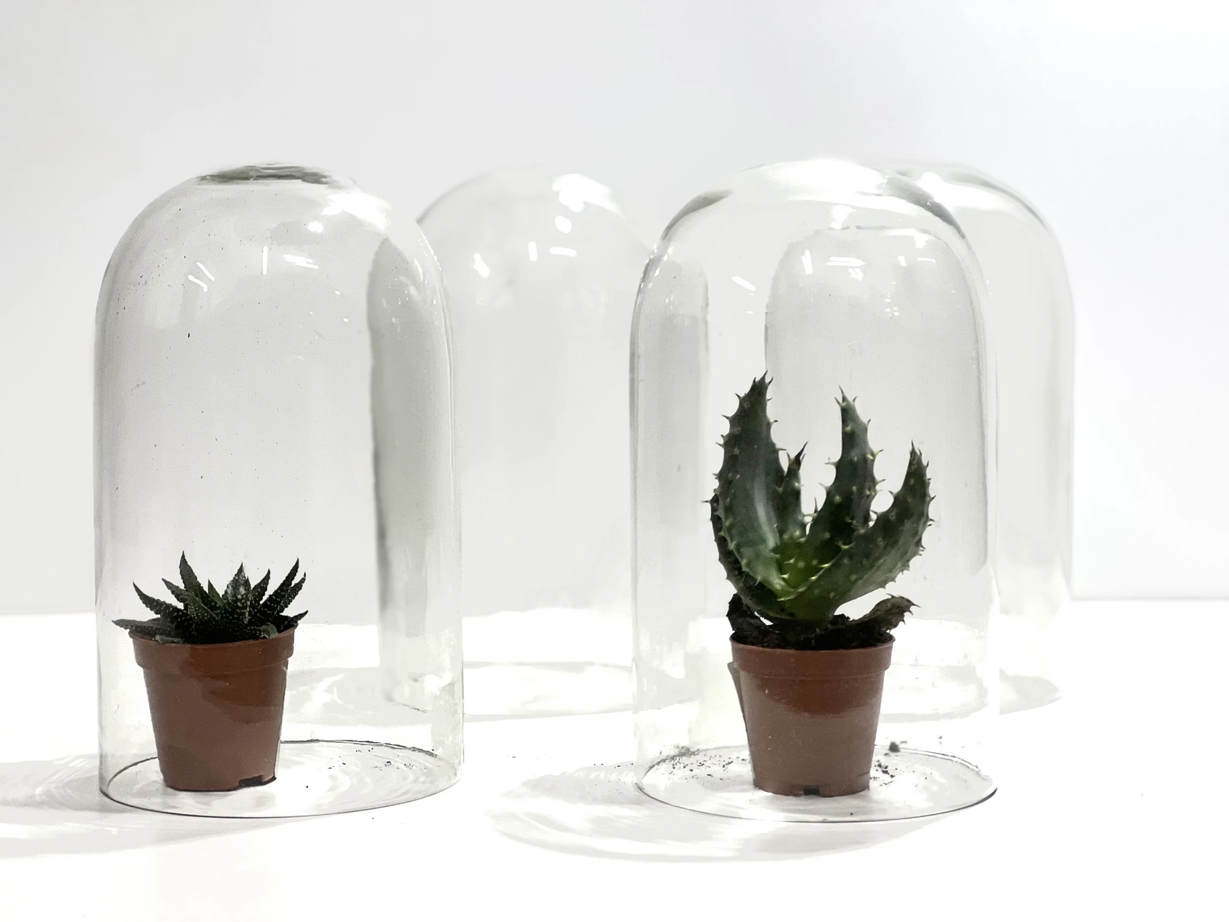 Glass Plant Covers
