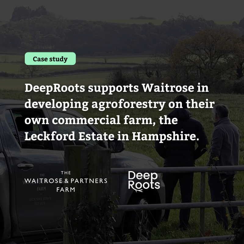 DeepRoots supports Waitrose in developing agroforestry on their own commercial farm, the Leckford Estate in Hampshire