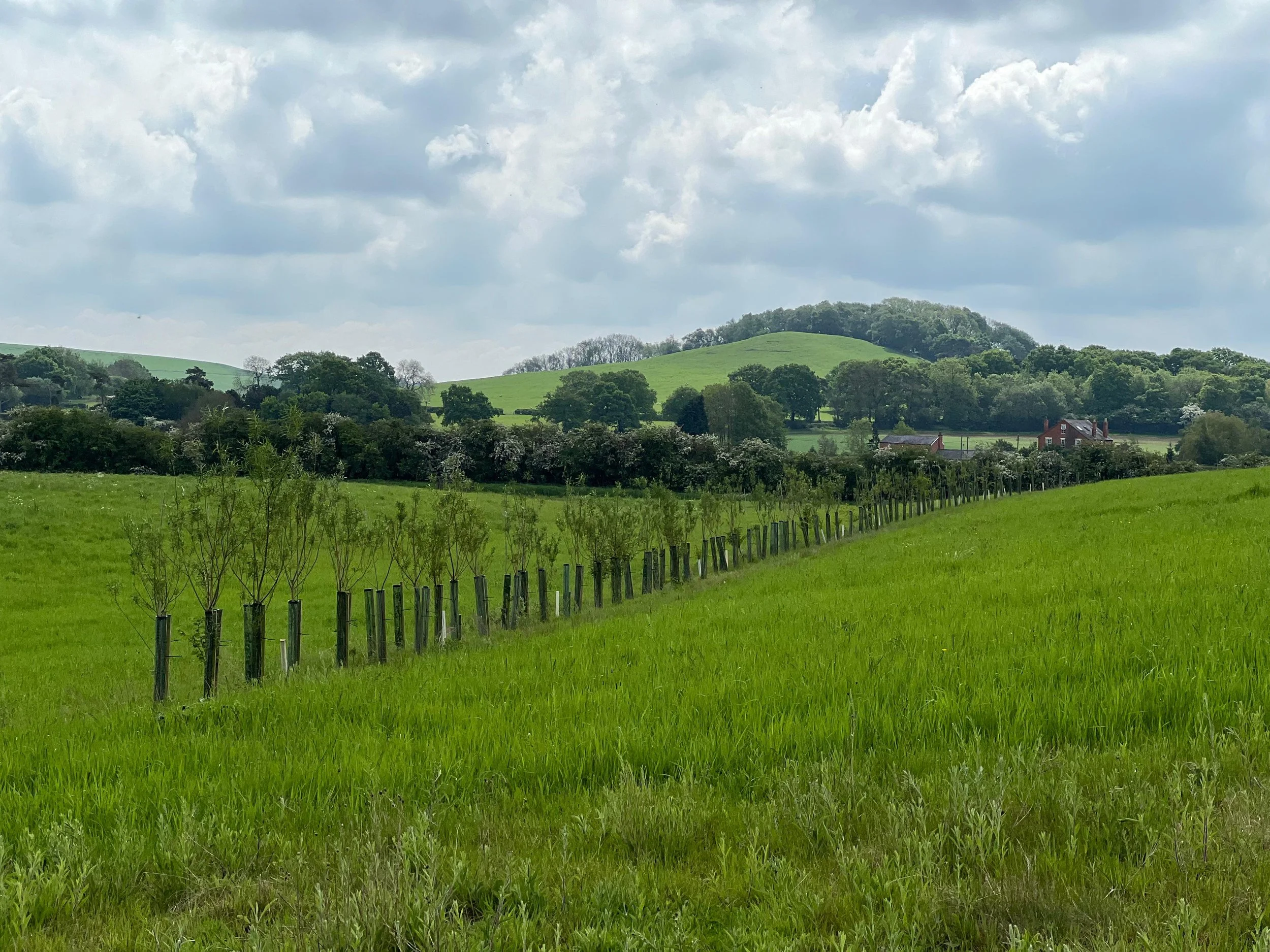 Cobnut and apple alley cropping within a herbal lay &amp; legume silvo-arable agroforestry system in Leicestershire