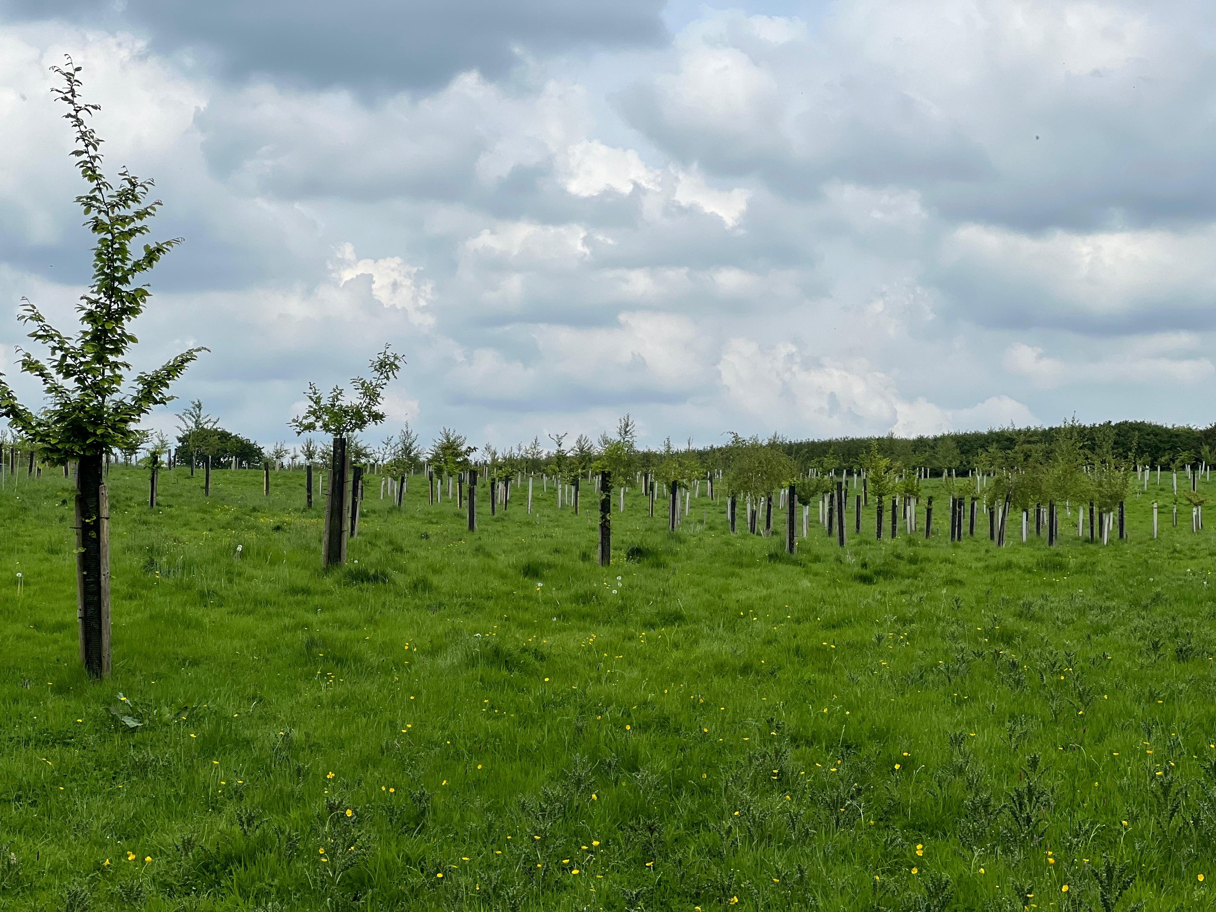 Mixed native broadleaf silvo-pasture agroforestry in Leicestershire