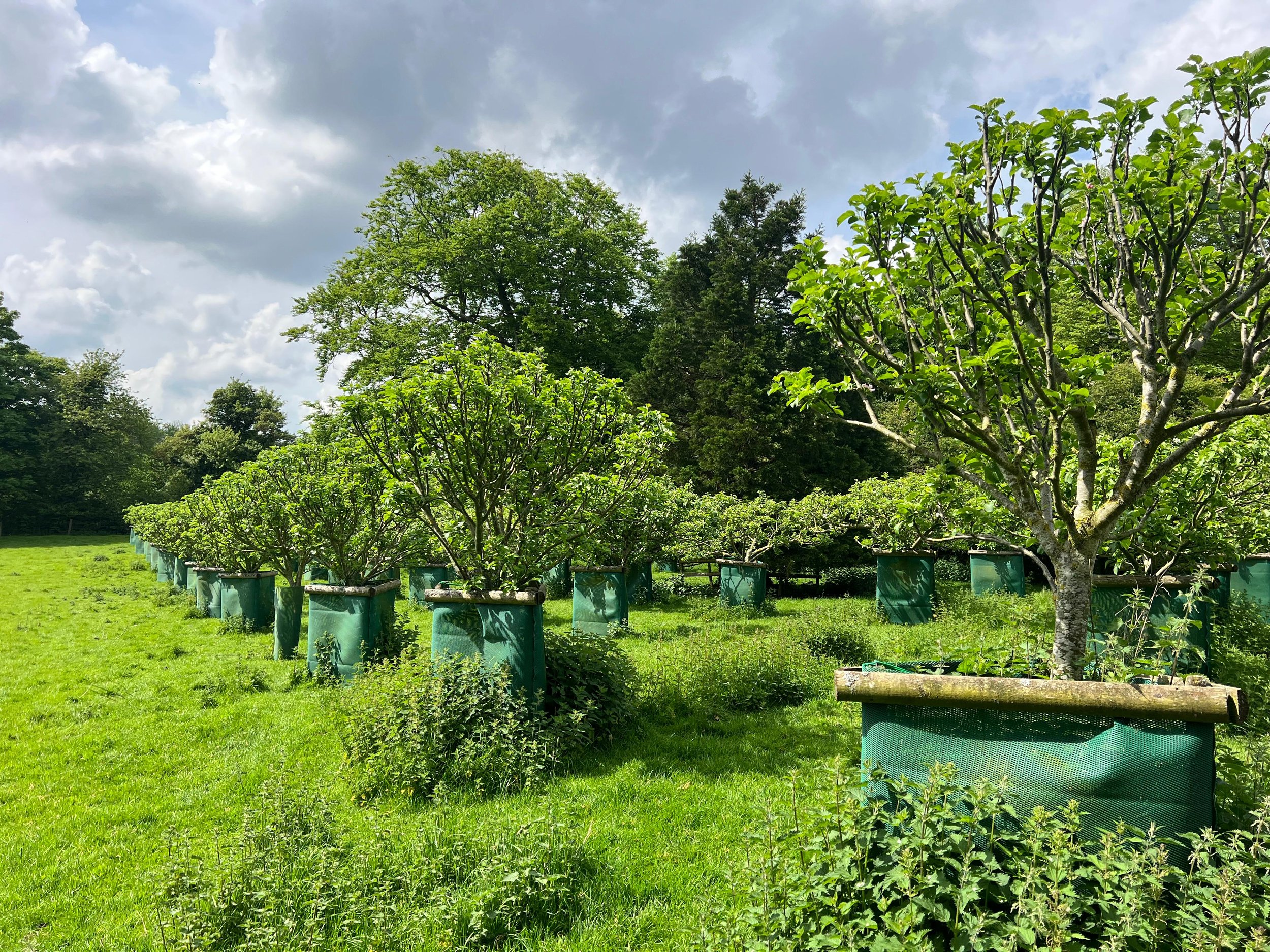 A grazed silvo-pasture heritage apple orchard in Leicestershire
